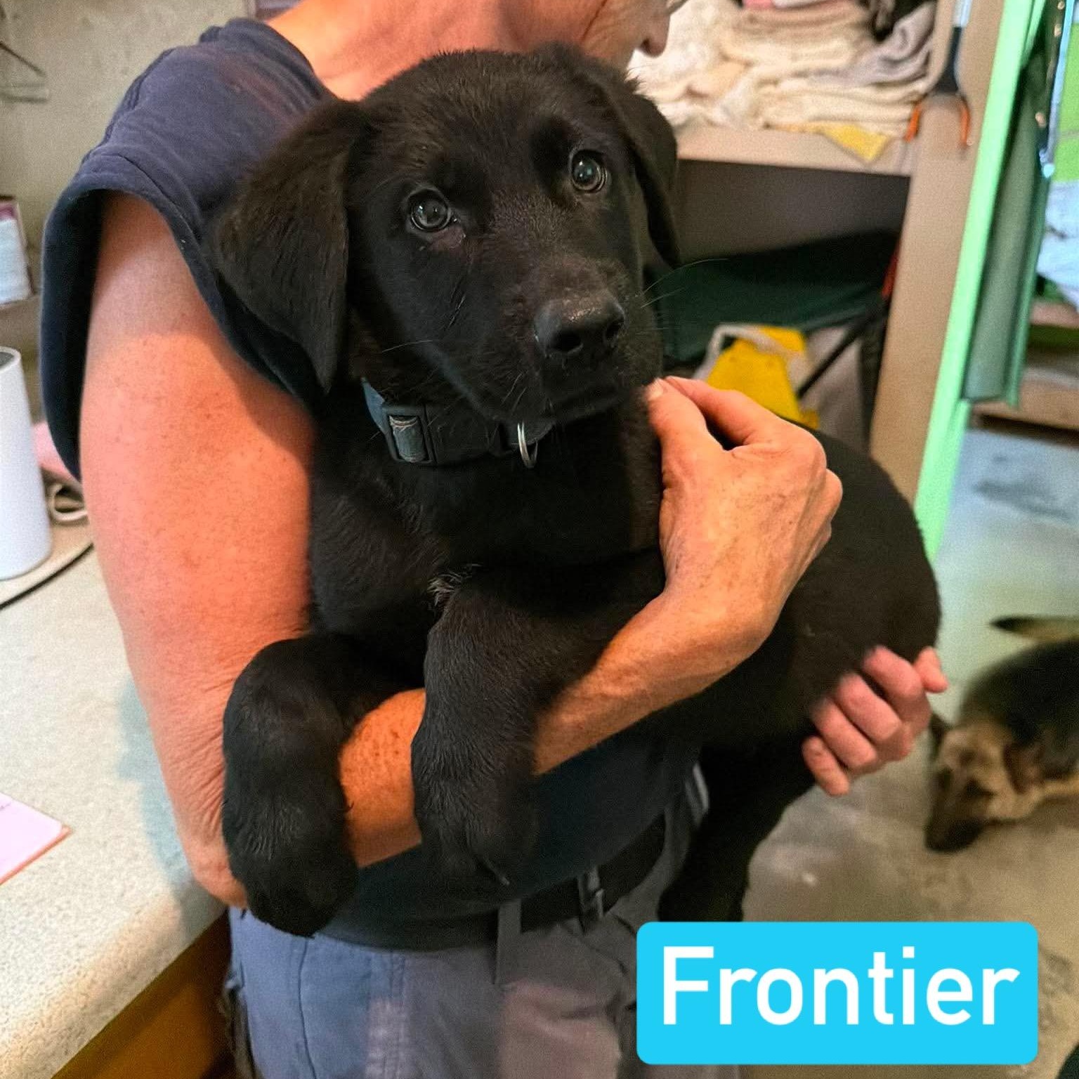 Frontier (PUPPY), an adopted mixed breed in Greeneville, TN image 1/6