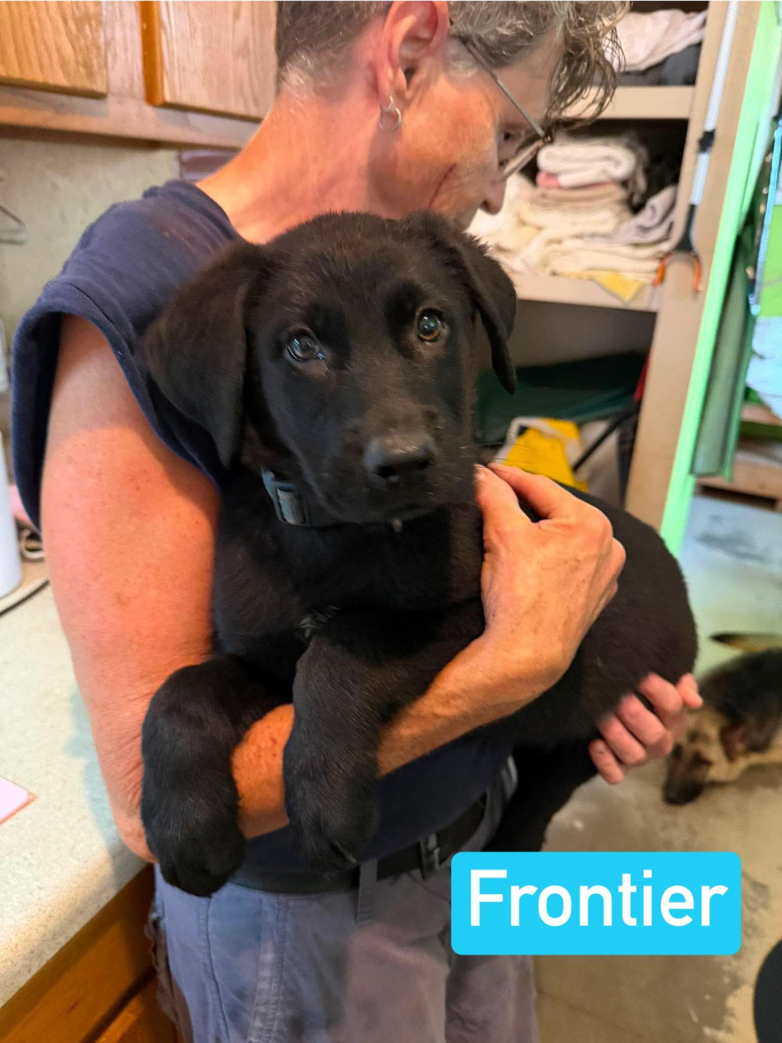 Frontier (PUPPY), an adopted mixed breed in Greeneville, TN image 3/6