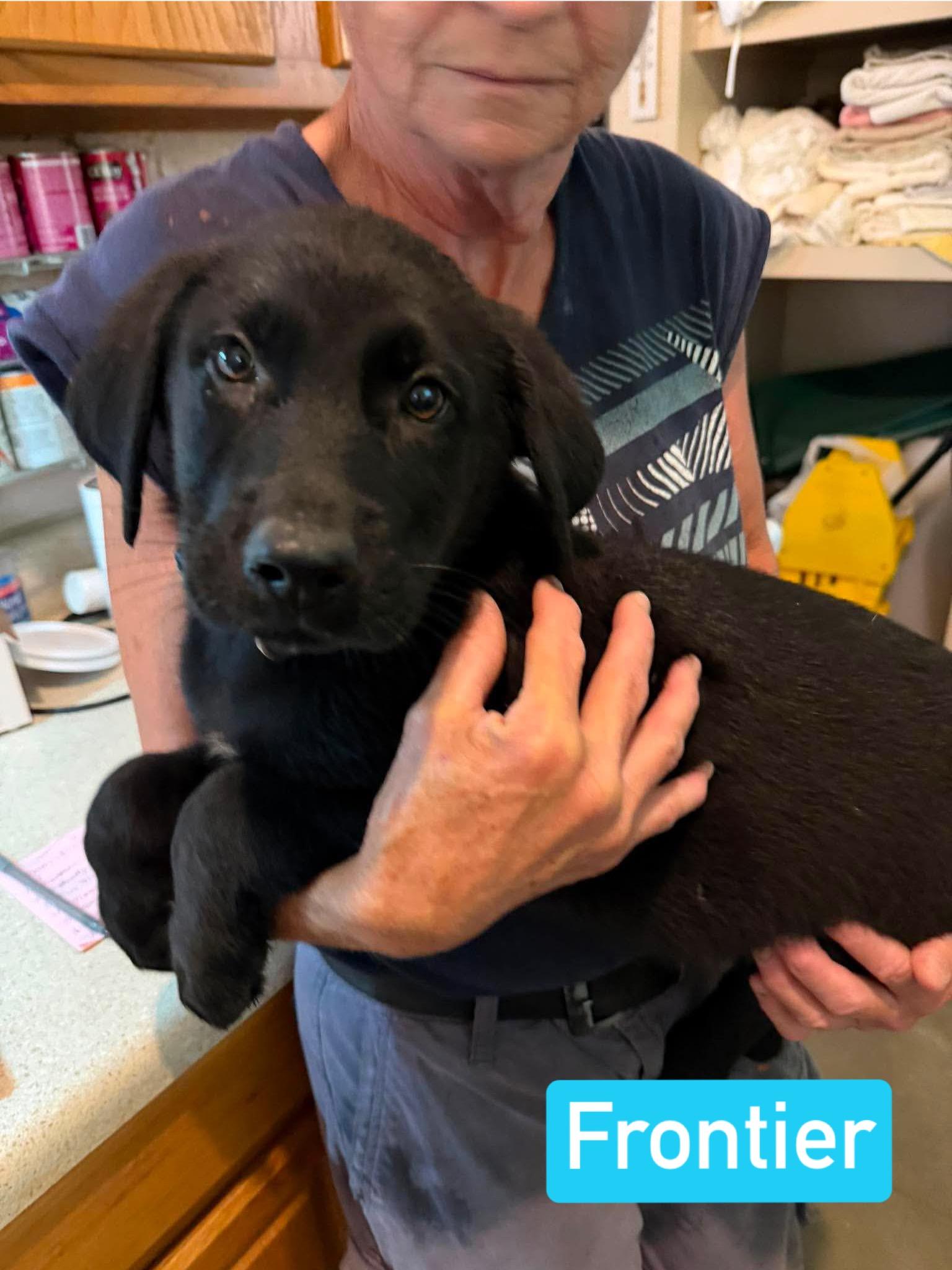Frontier (PUPPY), an adopted mixed breed in Greeneville, TN image 4/6