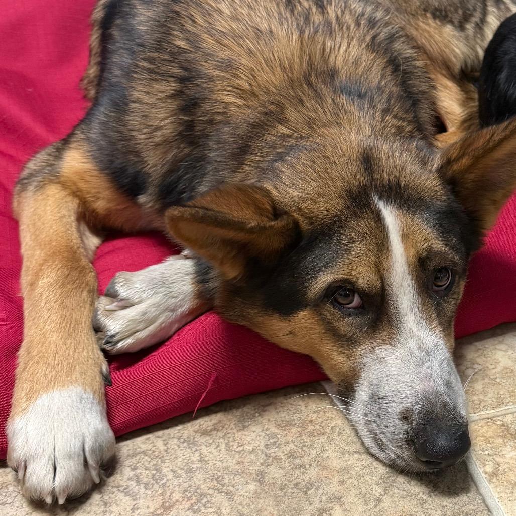 Enlarge Mr. Zena, a Adoptable Shepherd in Tipton, IA image 1/3