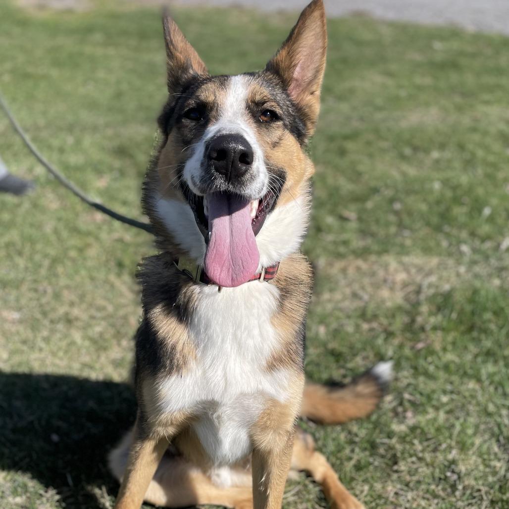 Enlarge Mr. Zena, a Adoptable Shepherd in Tipton, IA image 2/3