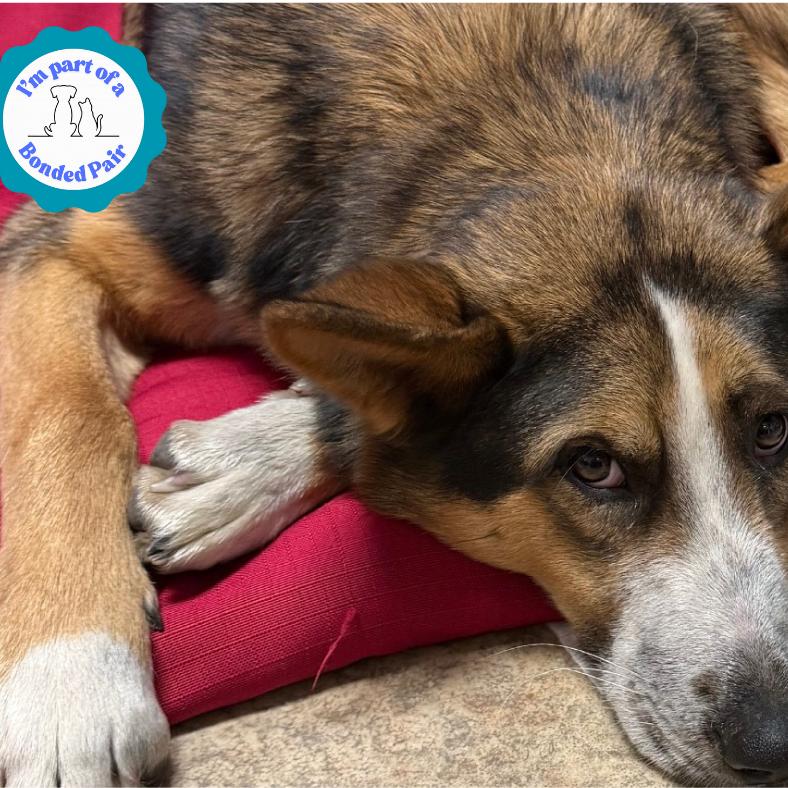 Enlarge Mr. Zena, a Adoptable Shepherd in Tipton, IA image 3/3