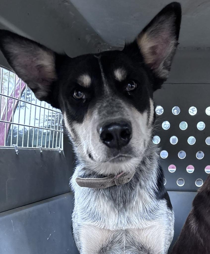 Enlarge Duke, a Adoptable Australian Cattle Dog / Blue Heeler in Thompson Falls, MT image 1/1