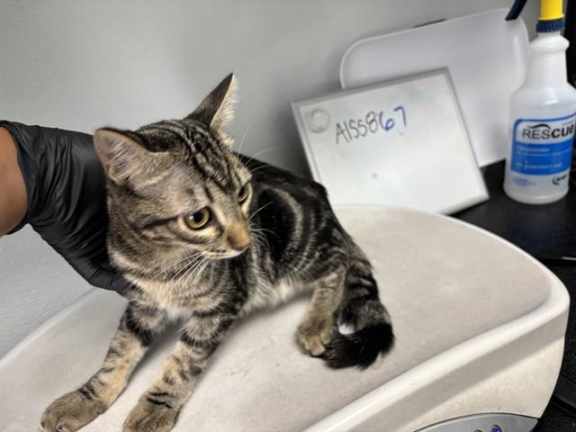 CACTUS, Adoptable, Kitten Male Domestic Short Hair.
