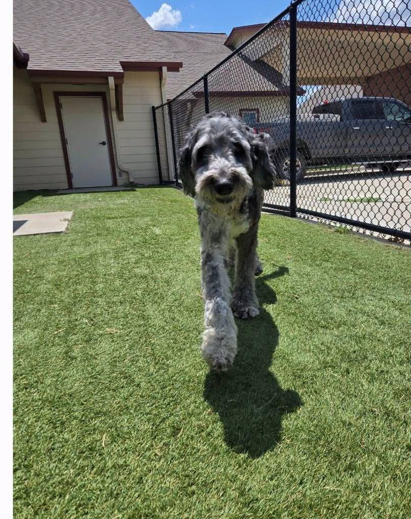 Sully, a ADOPTABLE Labradoodle in Colleyville, TX image 3/6