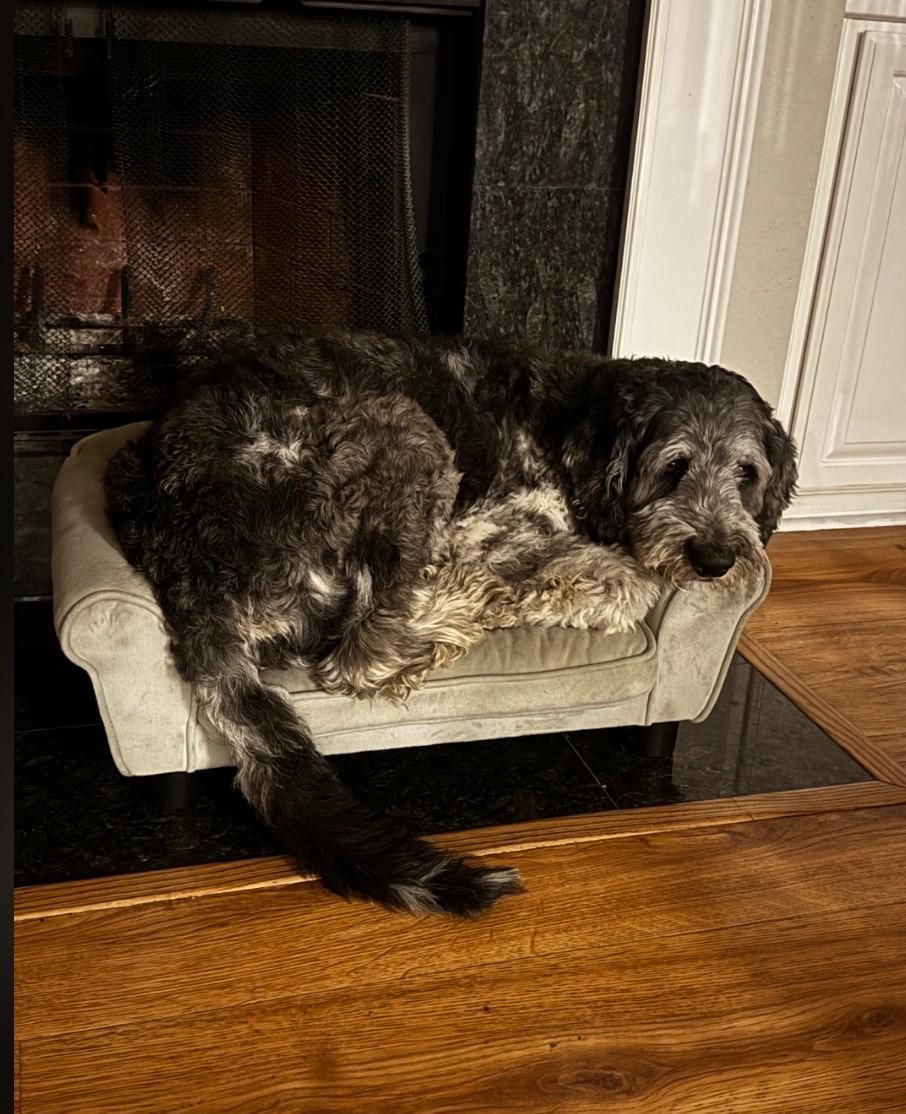 Sully, a ADOPTABLE Labradoodle in Colleyville, TX image 6/6