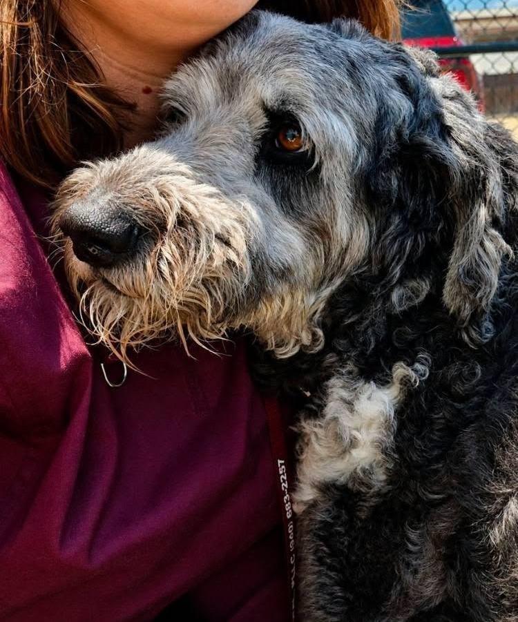 Sully, a ADOPTABLE Labradoodle in Colleyville, TX image 4/6