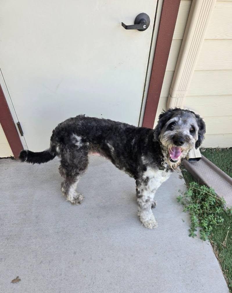 Sully, a ADOPTABLE Labradoodle in Colleyville, TX image 5/6