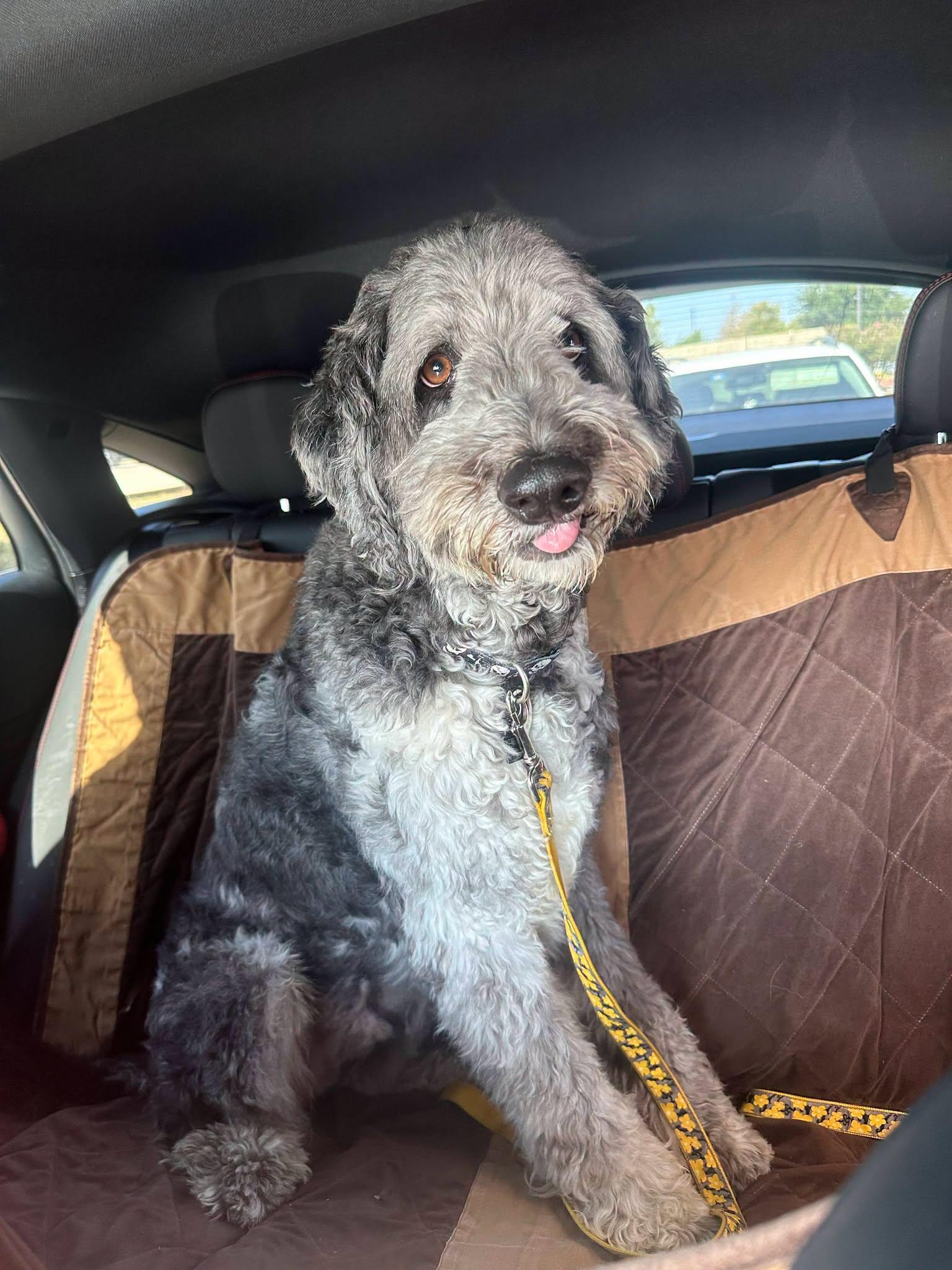 Sully, a ADOPTABLE Labradoodle in Colleyville, TX image 2/6