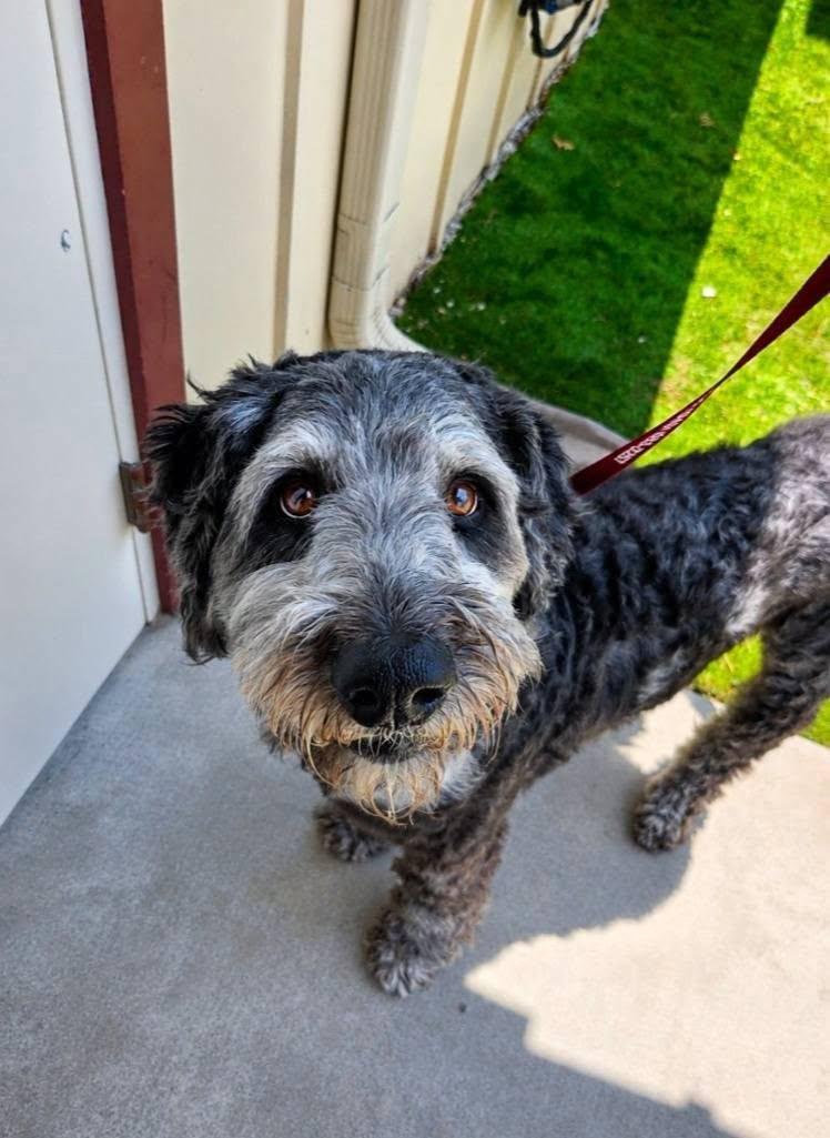 Sully, a ADOPTABLE Labradoodle in Colleyville, TX image 1/6