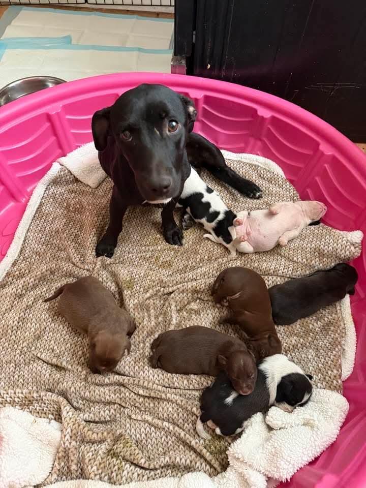 Chilli - Mom, Adopted, Young Female Dachshund & Labrador Retriever.