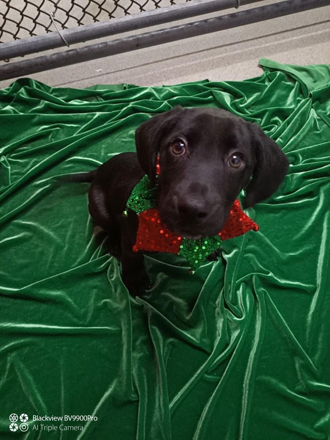 Enlarge Holly 10 weeks, a Adoptable Mixed Breed in Sterling, MA image 1/1