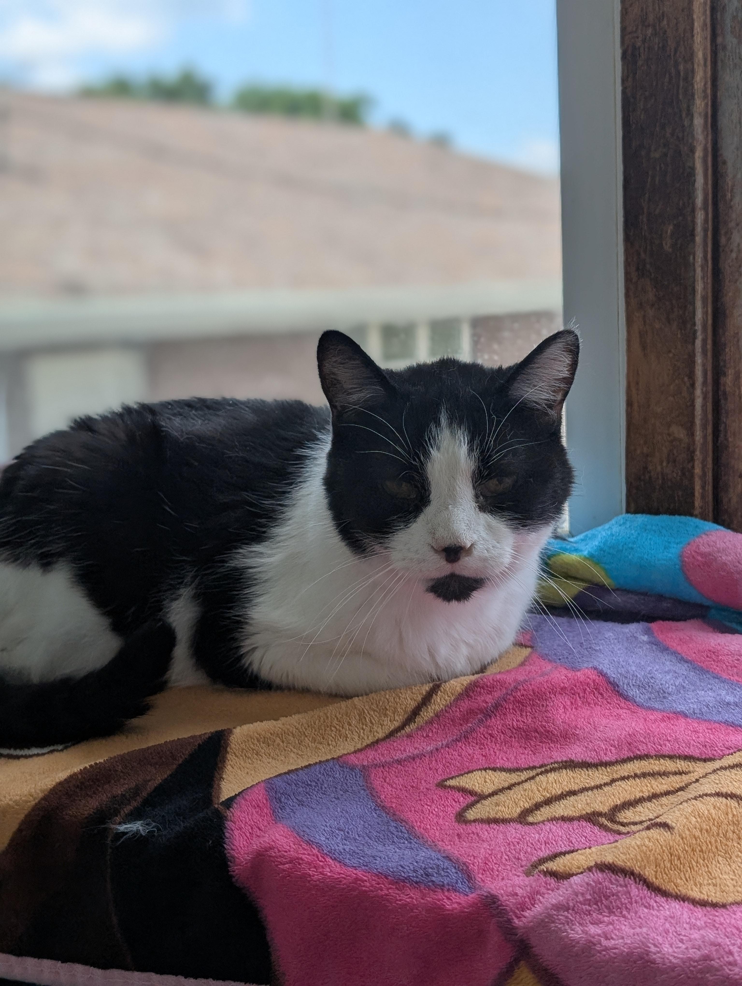 Enlarge Tock, a Adoptable Domestic Short Hair in Tilton, IL image 2/6