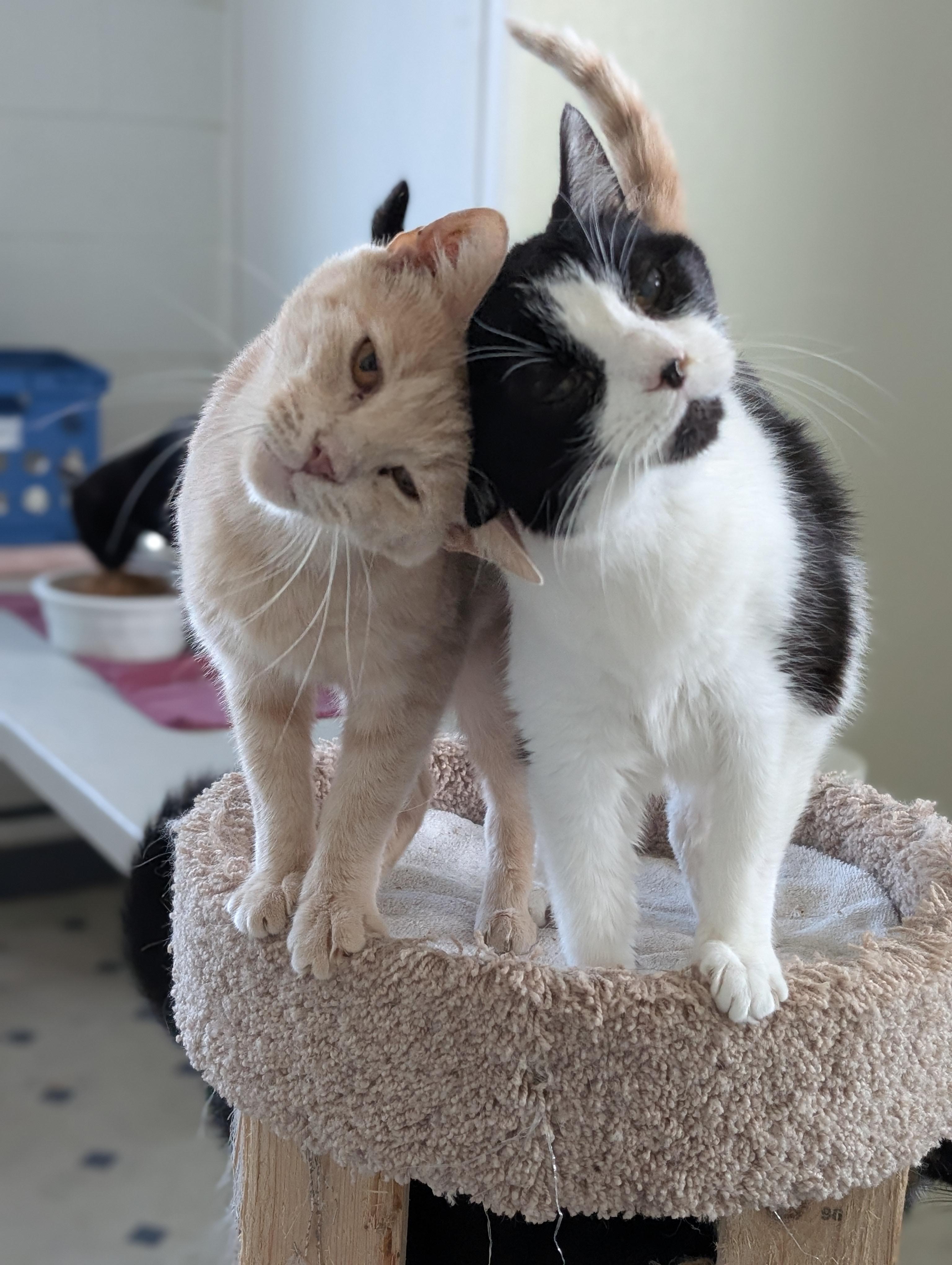 Enlarge Tock, a Adoptable Domestic Short Hair in Tilton, IL image 3/6