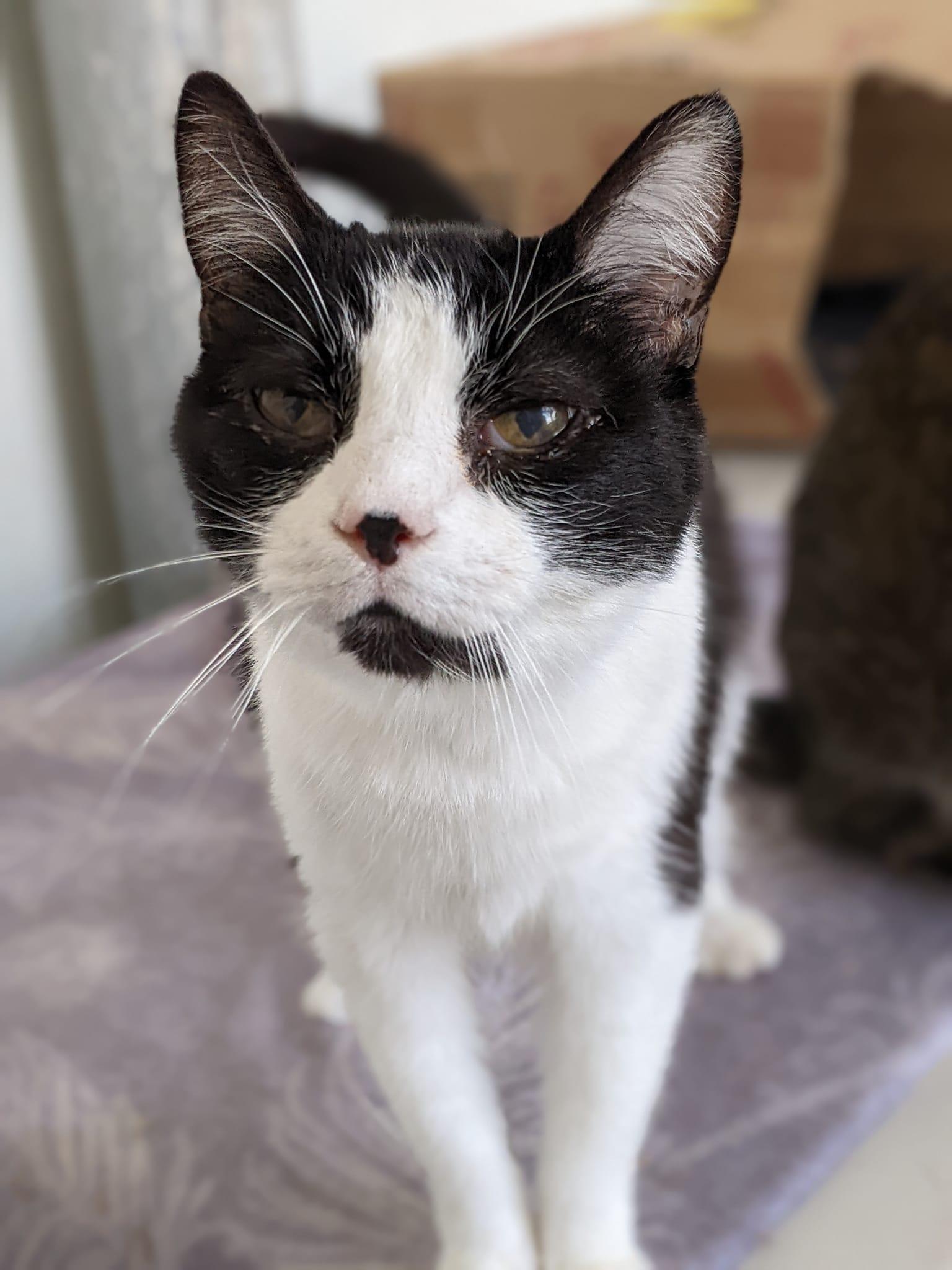 Tock, Adoptable, Senior Male Domestic Short Hair.