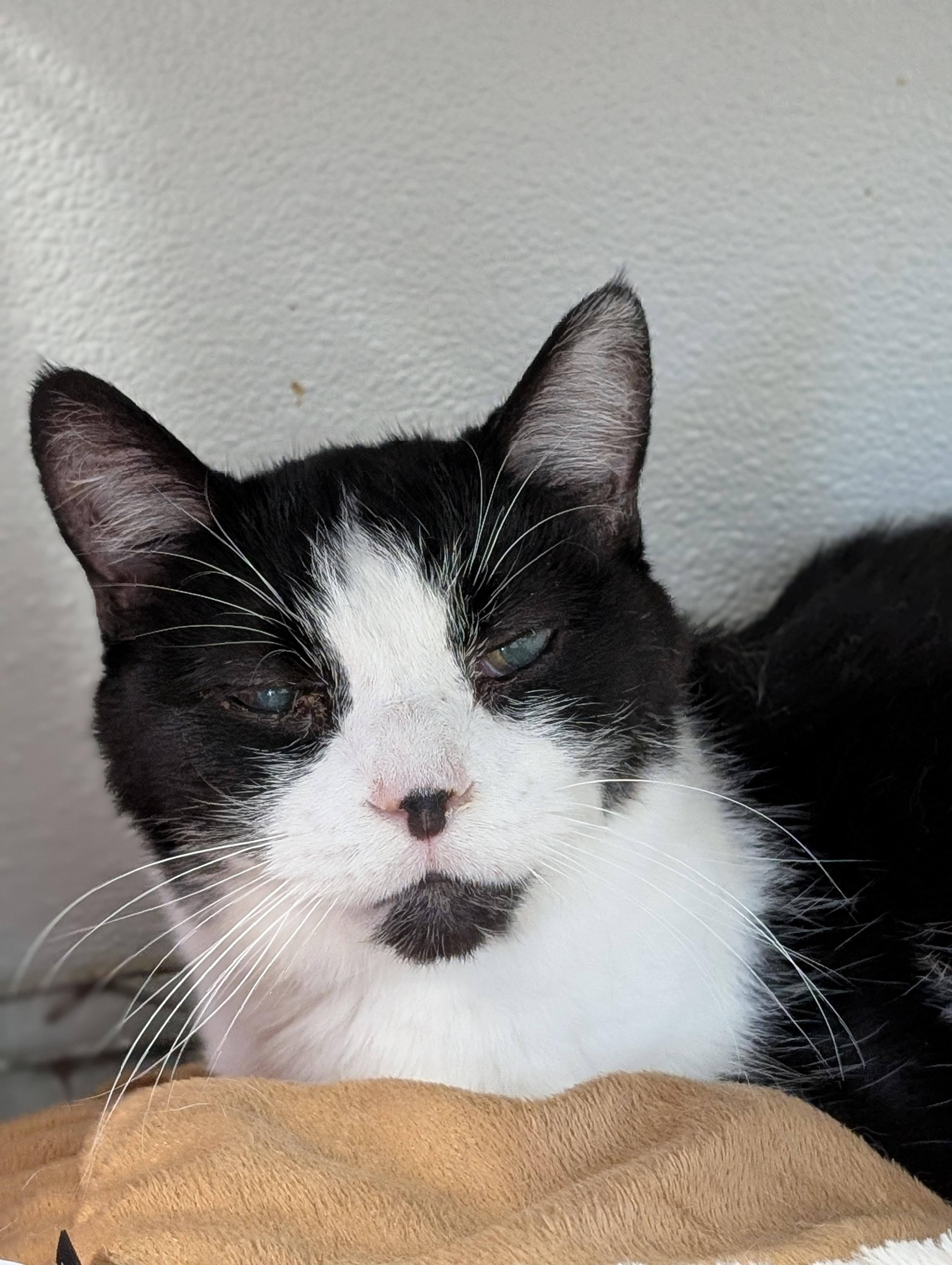 Enlarge Tock, a Adoptable Domestic Short Hair in Tilton, IL image 4/6