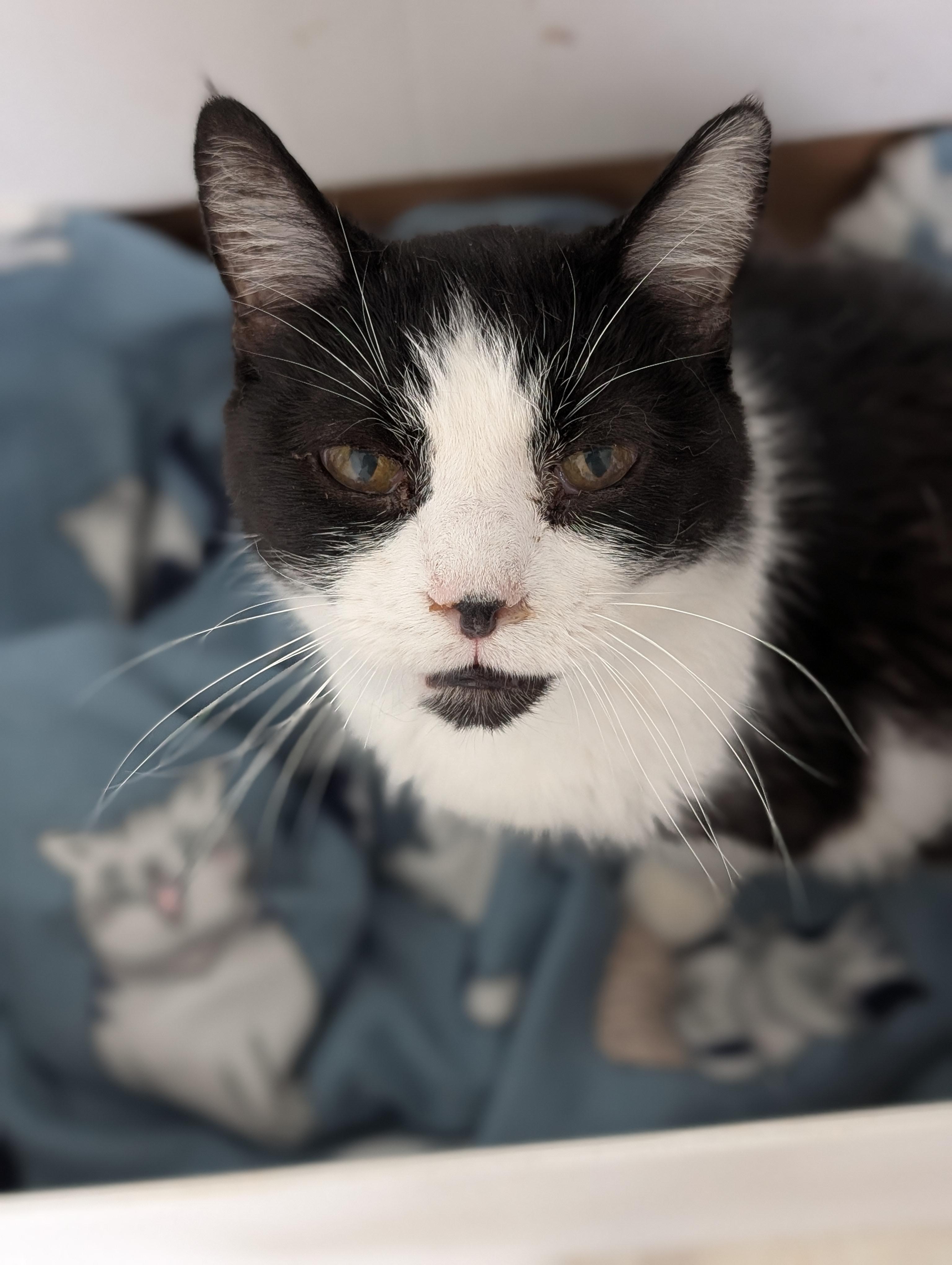 Enlarge Tock, a Adoptable Domestic Short Hair in Tilton, IL image 5/6