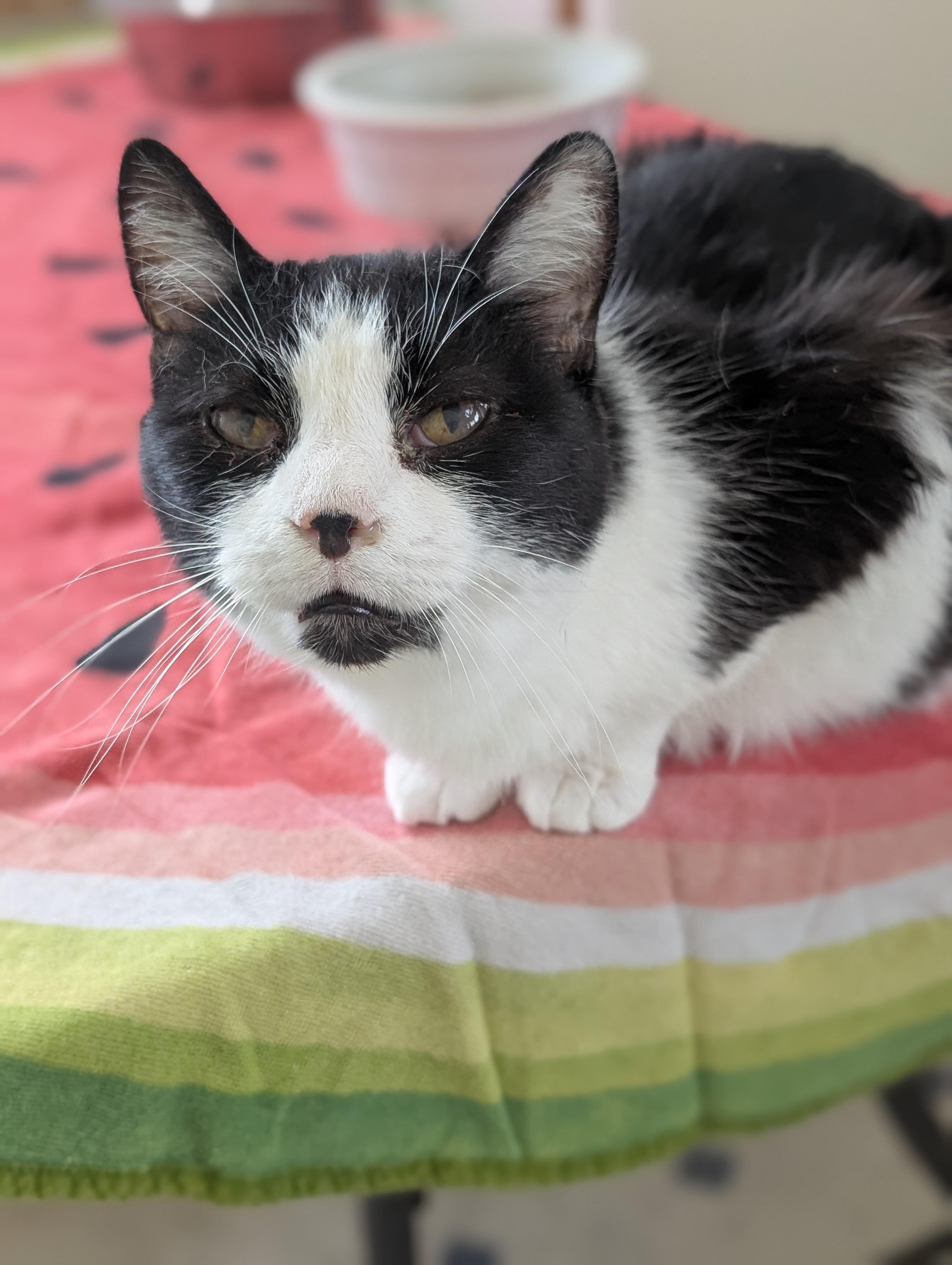 Enlarge Tock, a Adoptable Domestic Short Hair in Tilton, IL image 6/6