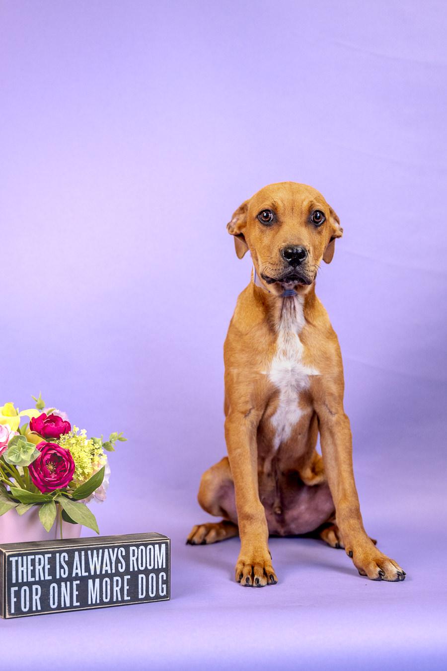 Enlarge 419-26, a ADOPTABLE mixed breed in Brighton, CO image 1/1