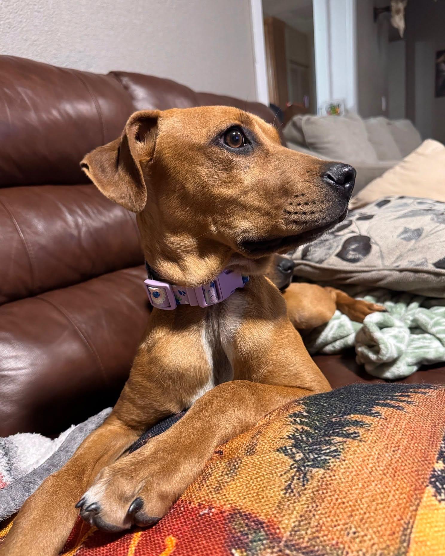 419-26 (Hank), a ADOPTABLE mixed breed in Brighton, CO image 4/4