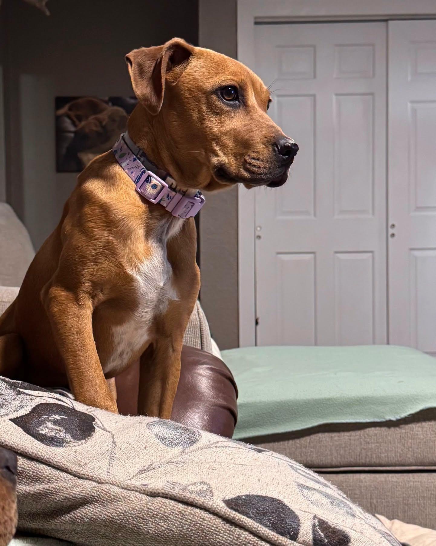 419-26 (Hank), a ADOPTABLE mixed breed in Brighton, CO image 3/4
