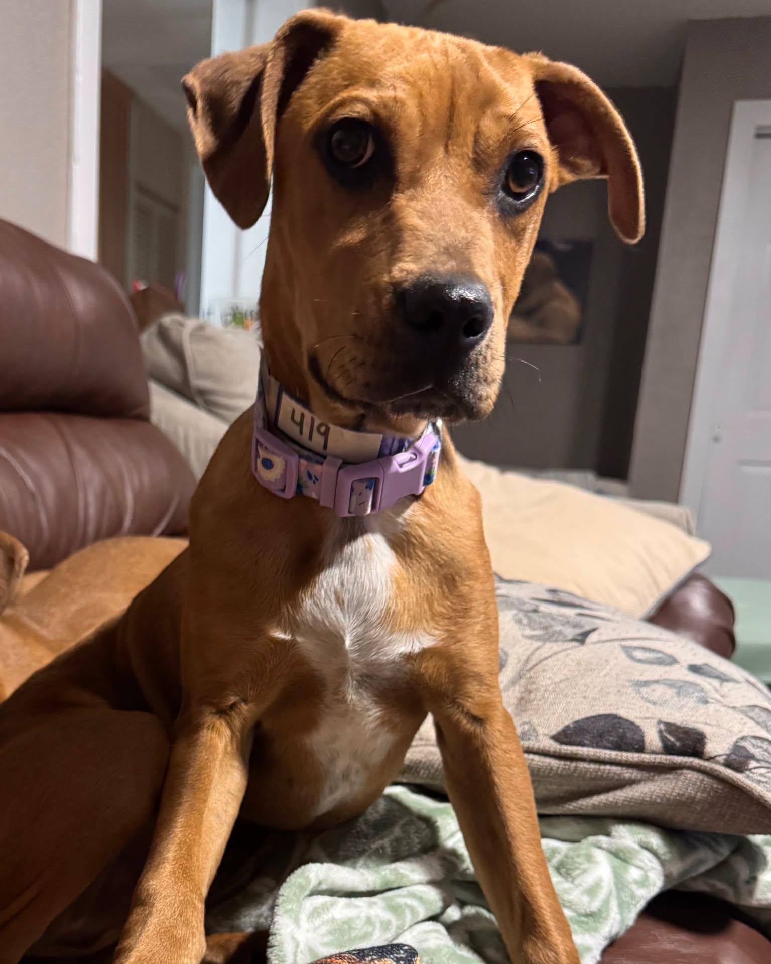 419-26 (Hank), a ADOPTABLE mixed breed in Brighton, CO image 1/4