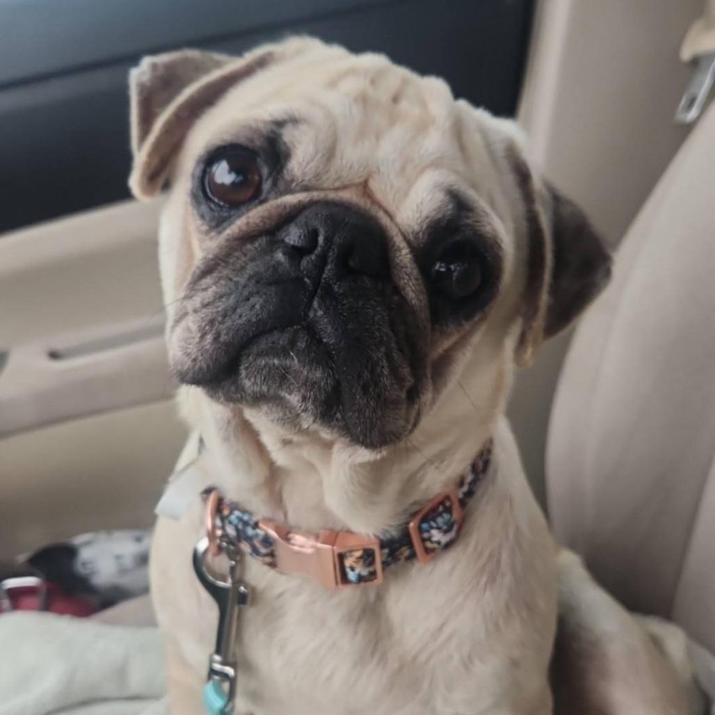 Pearl, Adoptable, Adult Female Pug.