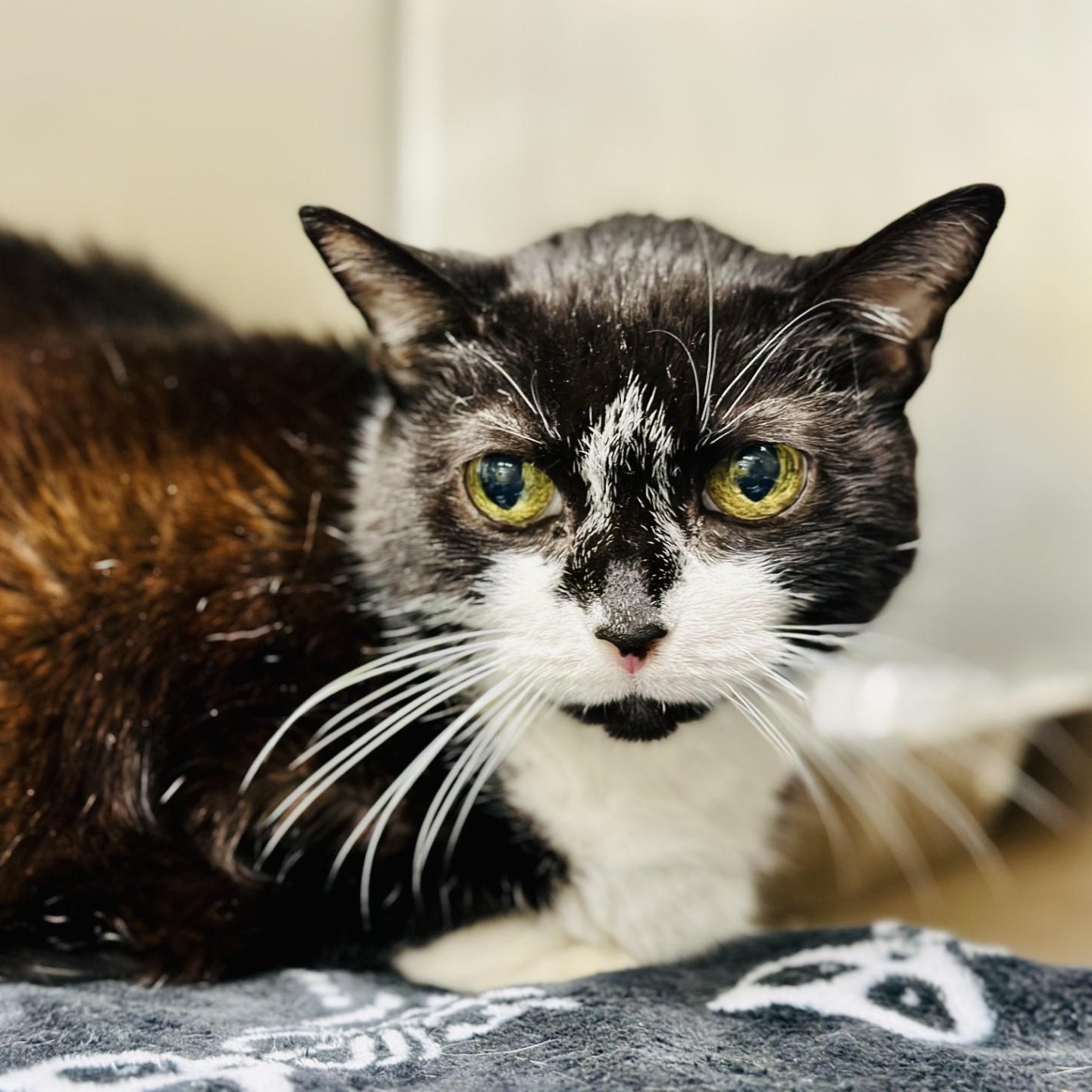 Enlarge Sage, a ADOPTABLE Domestic Short Hair in Jackson, NJ image 2/2