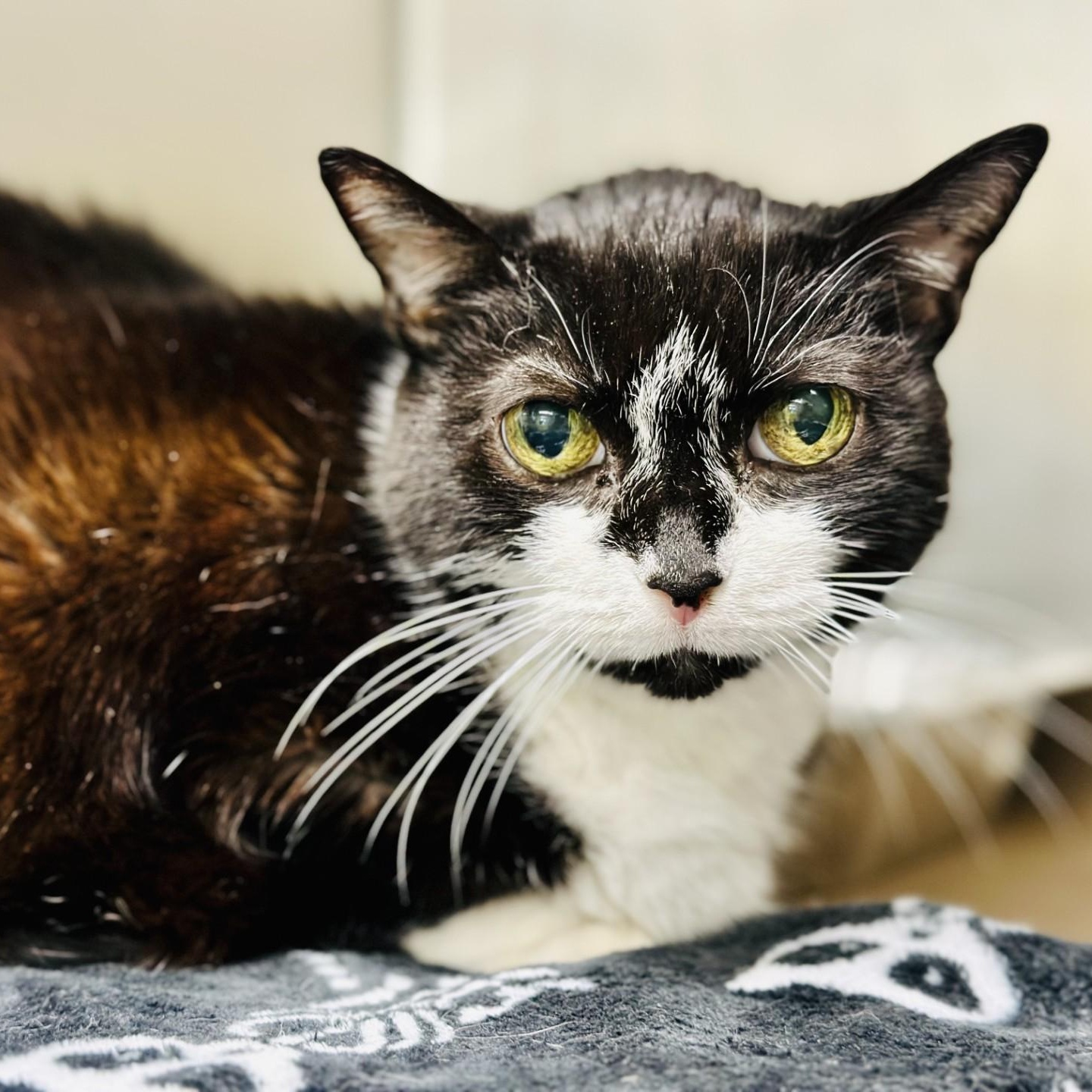 Sage, ADOPTABLE, Senior Female Domestic Short Hair.