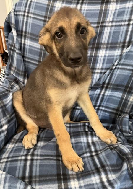 Axel Avenger, a Adoptable mixed breed in Woburn, MA image 4/6