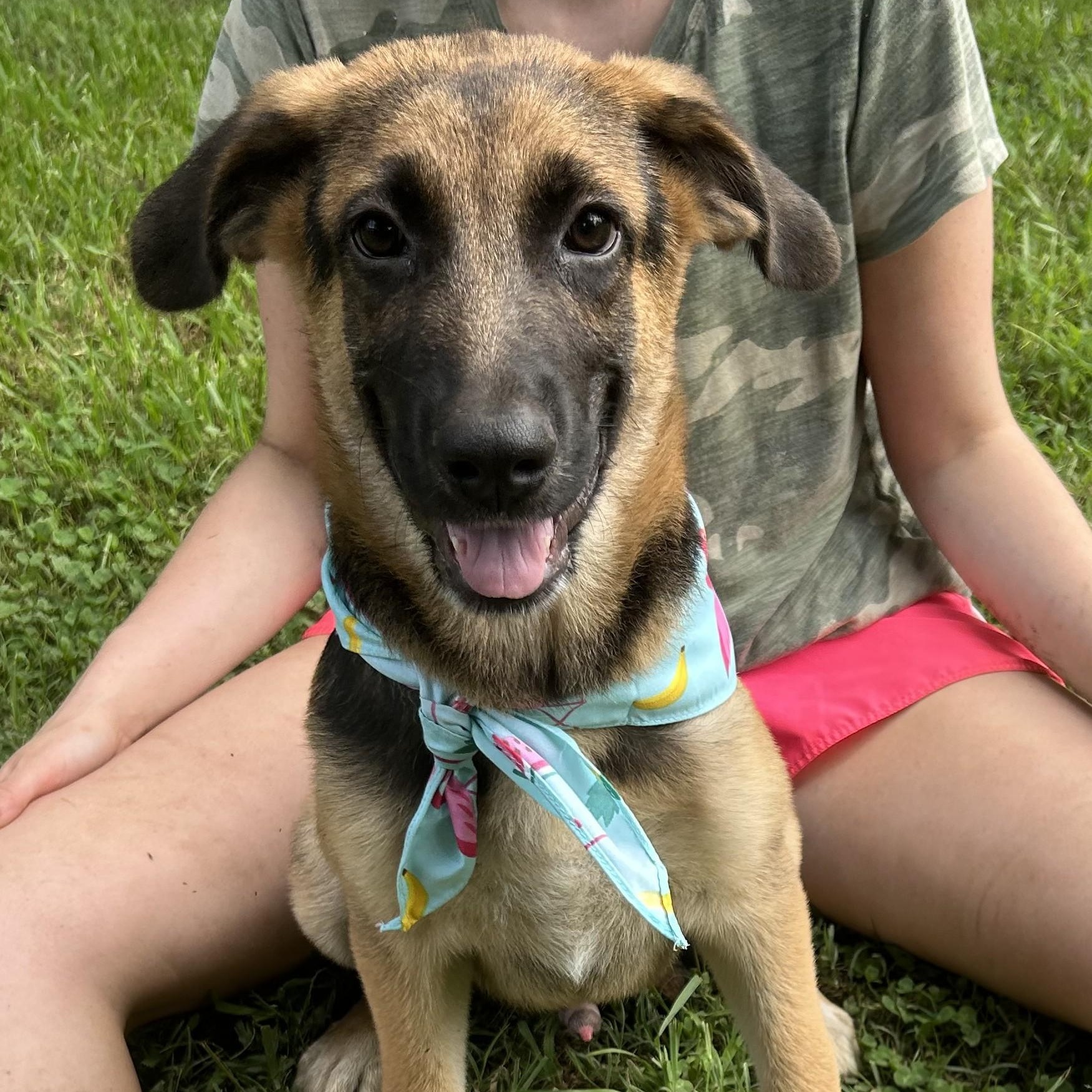 Axel Avenger, a Adoptable mixed breed in Woburn, MA image 3/6