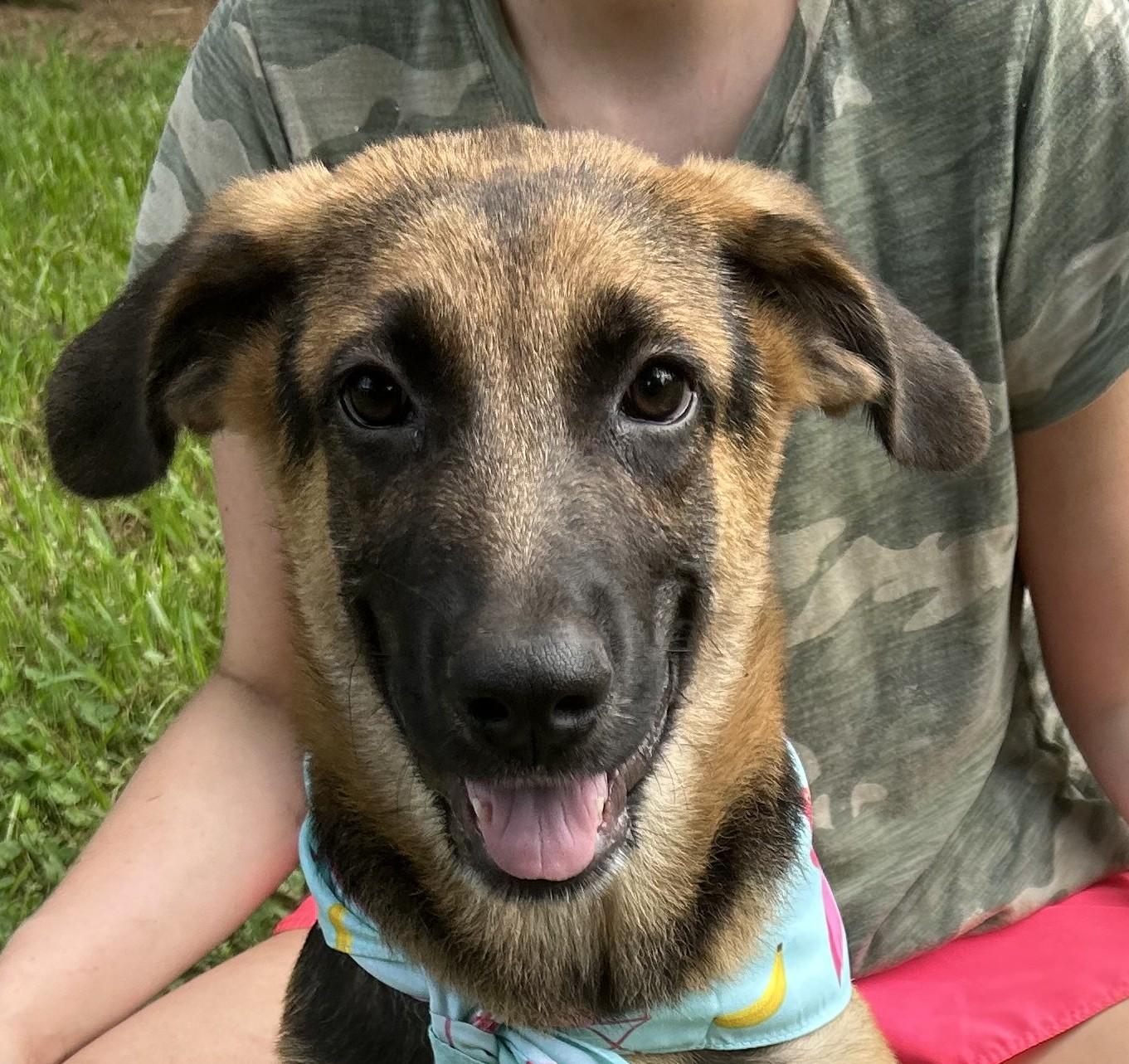 Axel Avenger, a Adoptable mixed breed in Woburn, MA image 1/6