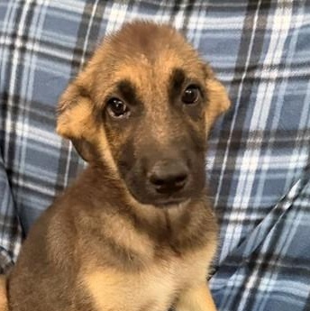 Axel Avenger, a Adoptable mixed breed in Woburn, MA image 5/6