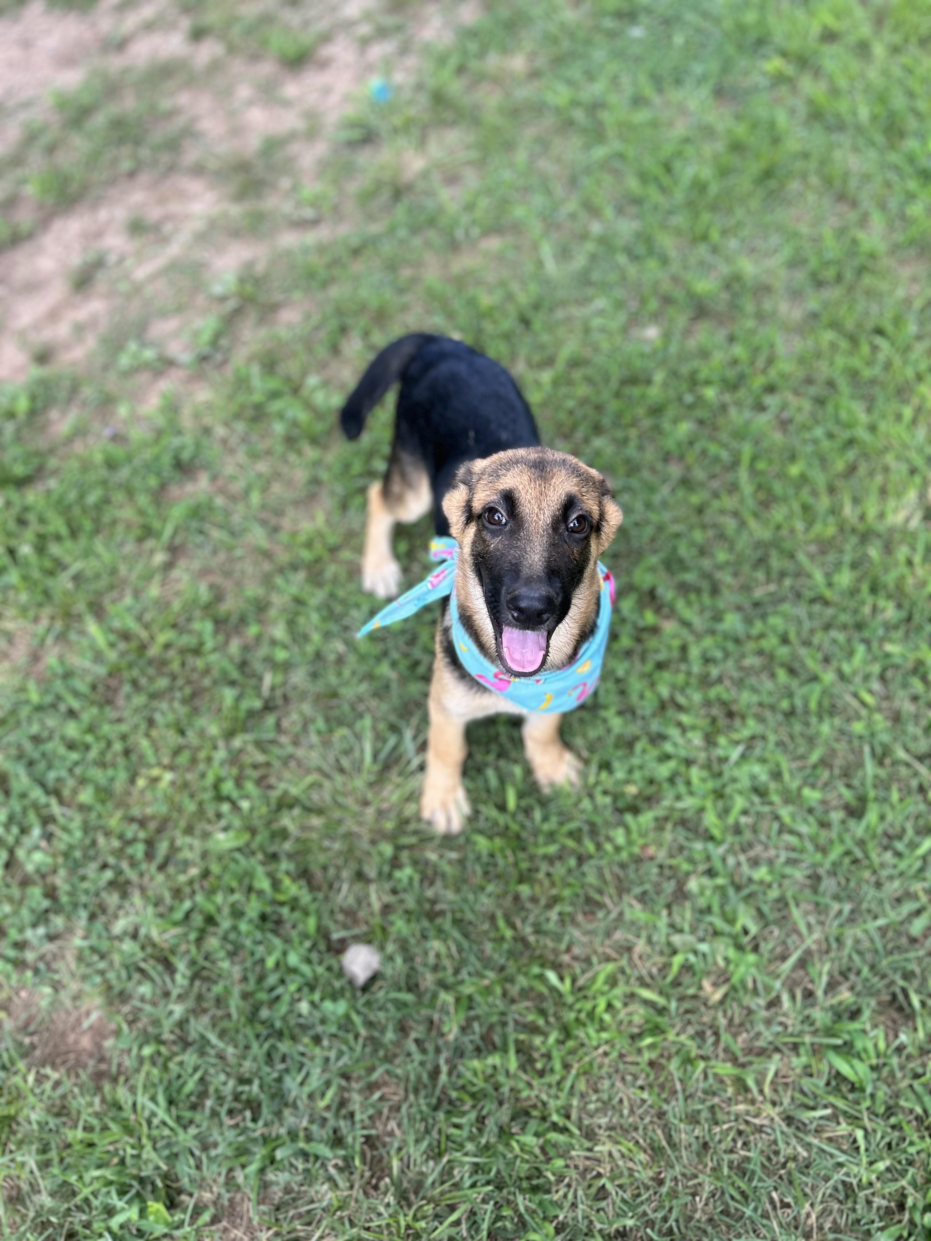 Axel Avenger, a Adoptable mixed breed in Woburn, MA image 2/6