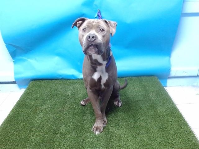 SMOKEY, Adoptable, Adult Male Pit Bull Terrier.
