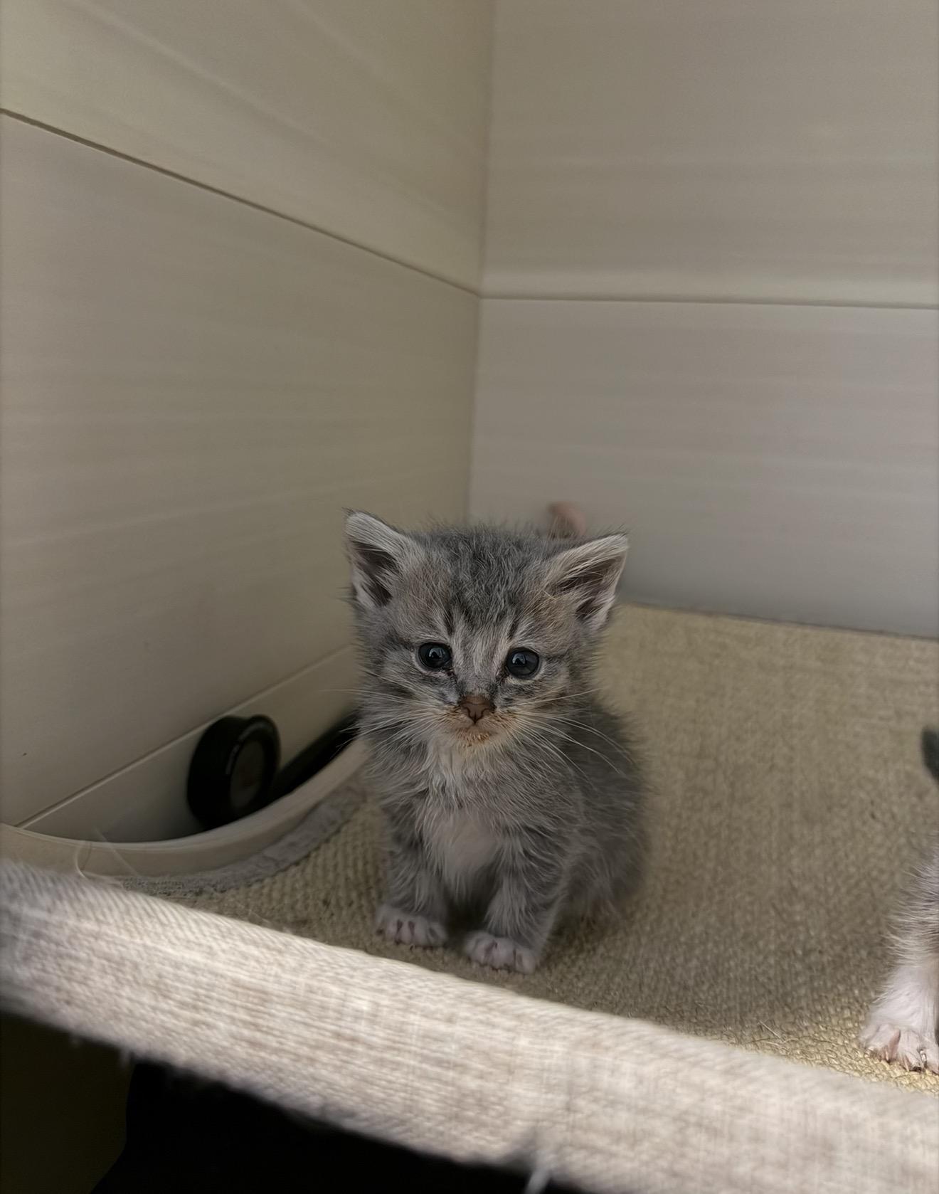 Enlarge Phil, a Adoptable Domestic Short Hair in San Diego, CA image 2/4
