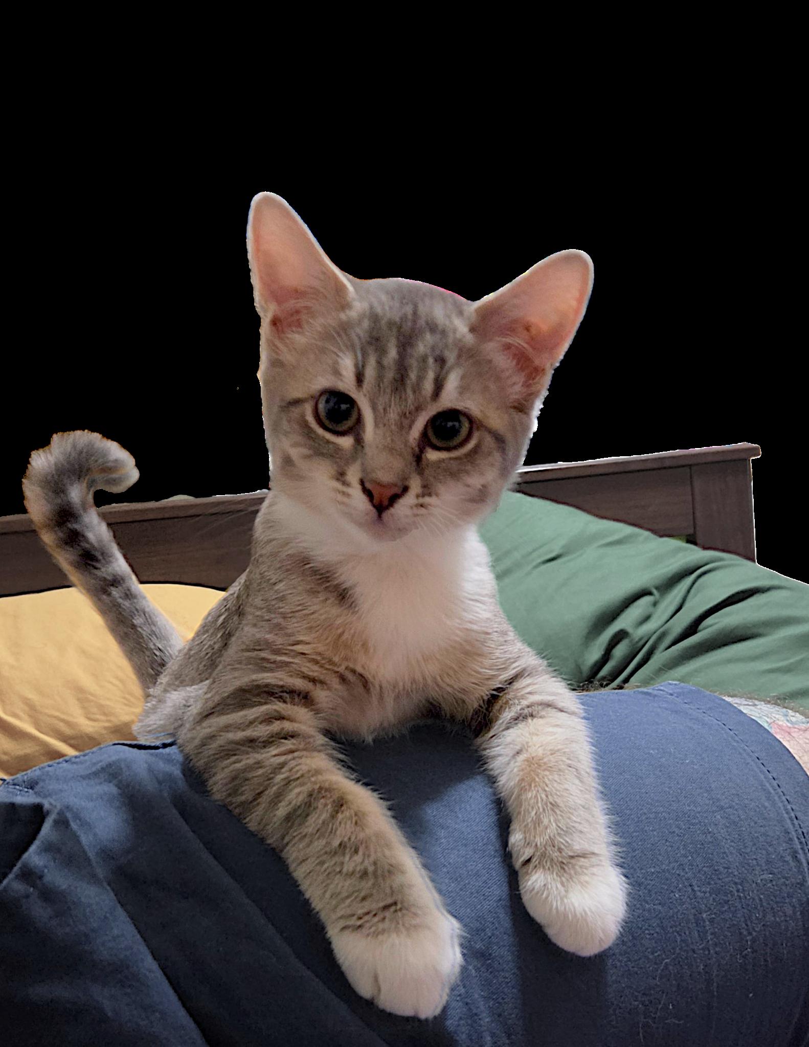 Enlarge Phil, a Adoptable Domestic Short Hair in San Diego, CA image 1/4