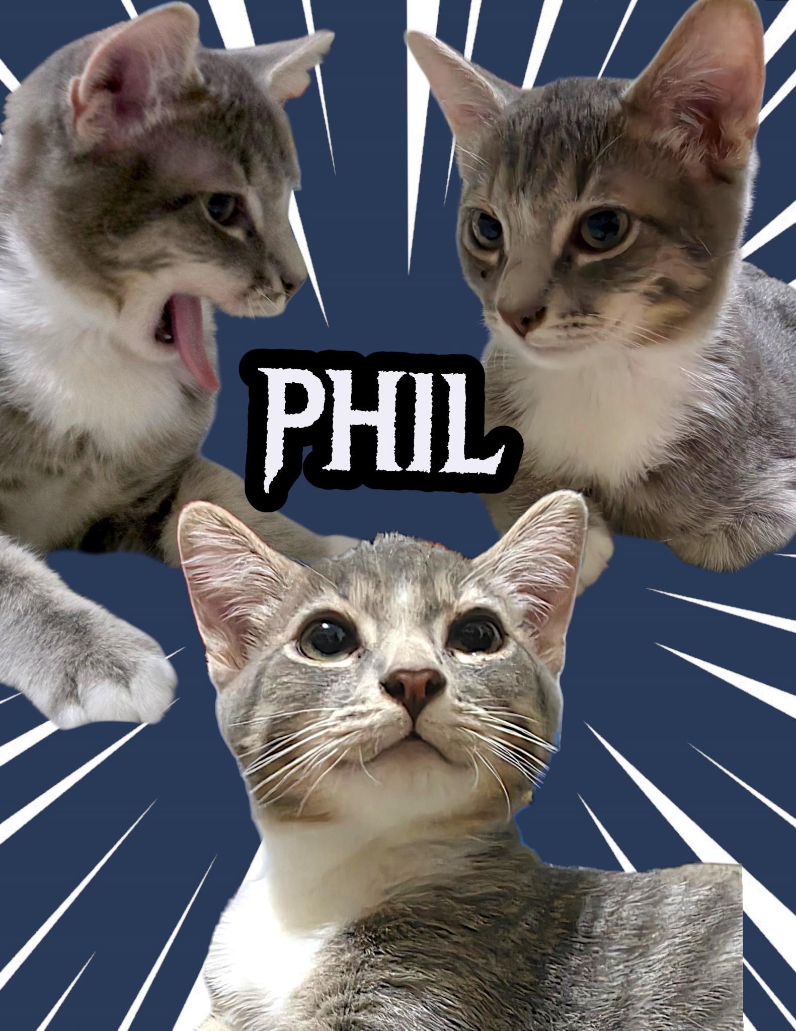 Enlarge Phil, a Adoptable Domestic Short Hair in San Diego, CA image 4/4