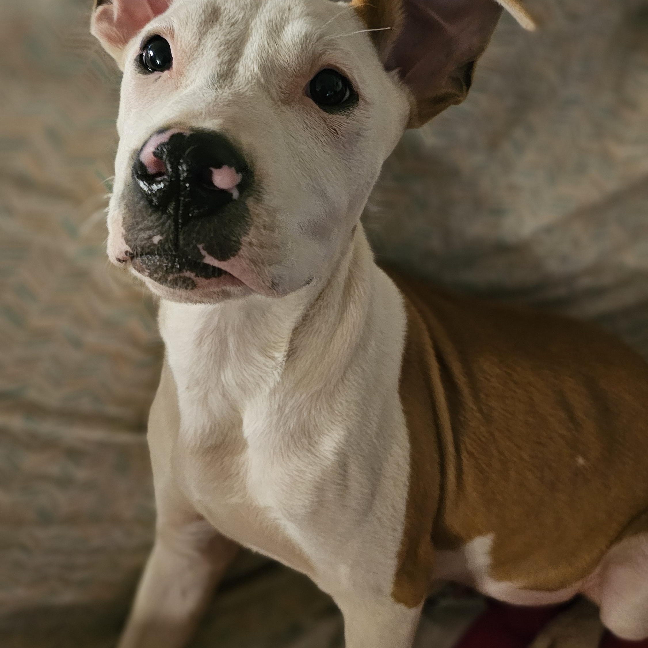 Wembley, a Adopted mixed breed in Rocky Mount, NC image 2/6