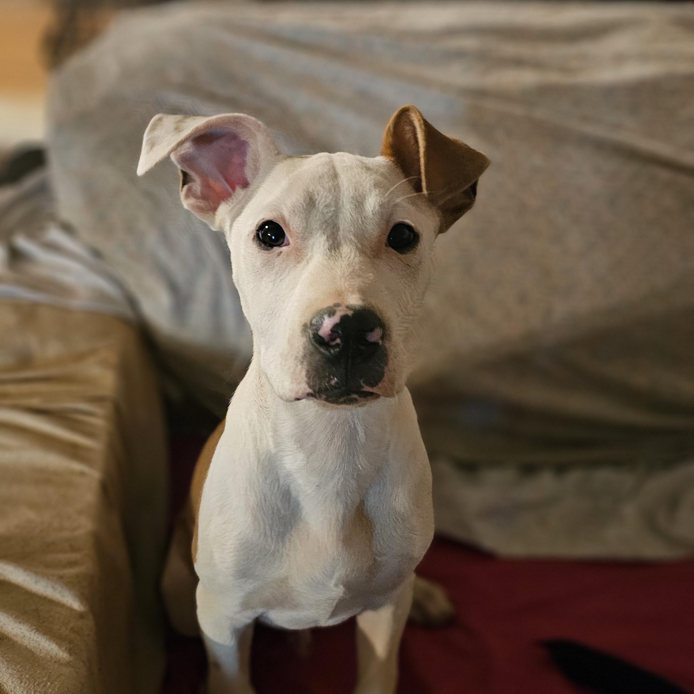 Wembley, a Adopted mixed breed in Rocky Mount, NC image 4/6