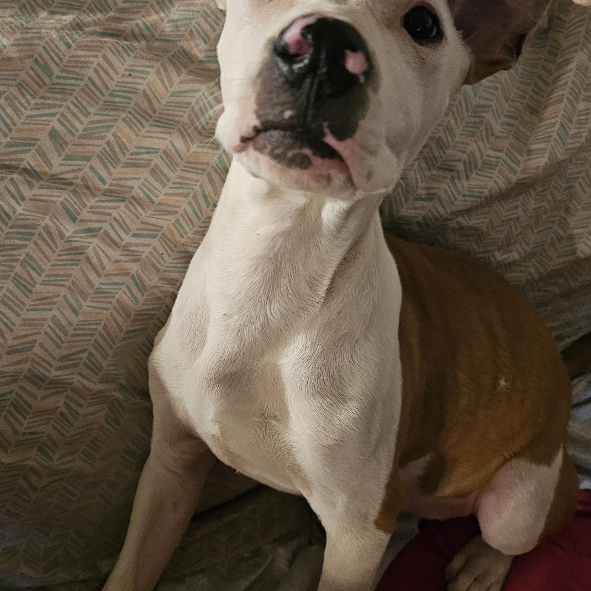 Wembley, a Adopted mixed breed in Rocky Mount, NC image 3/6