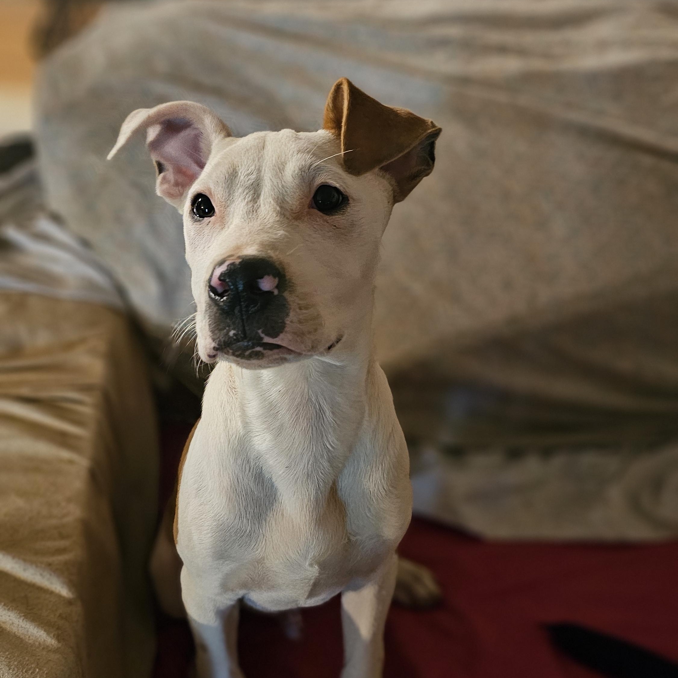 Wembley, Adopted, Puppy Male Pit Bull Terrier.
