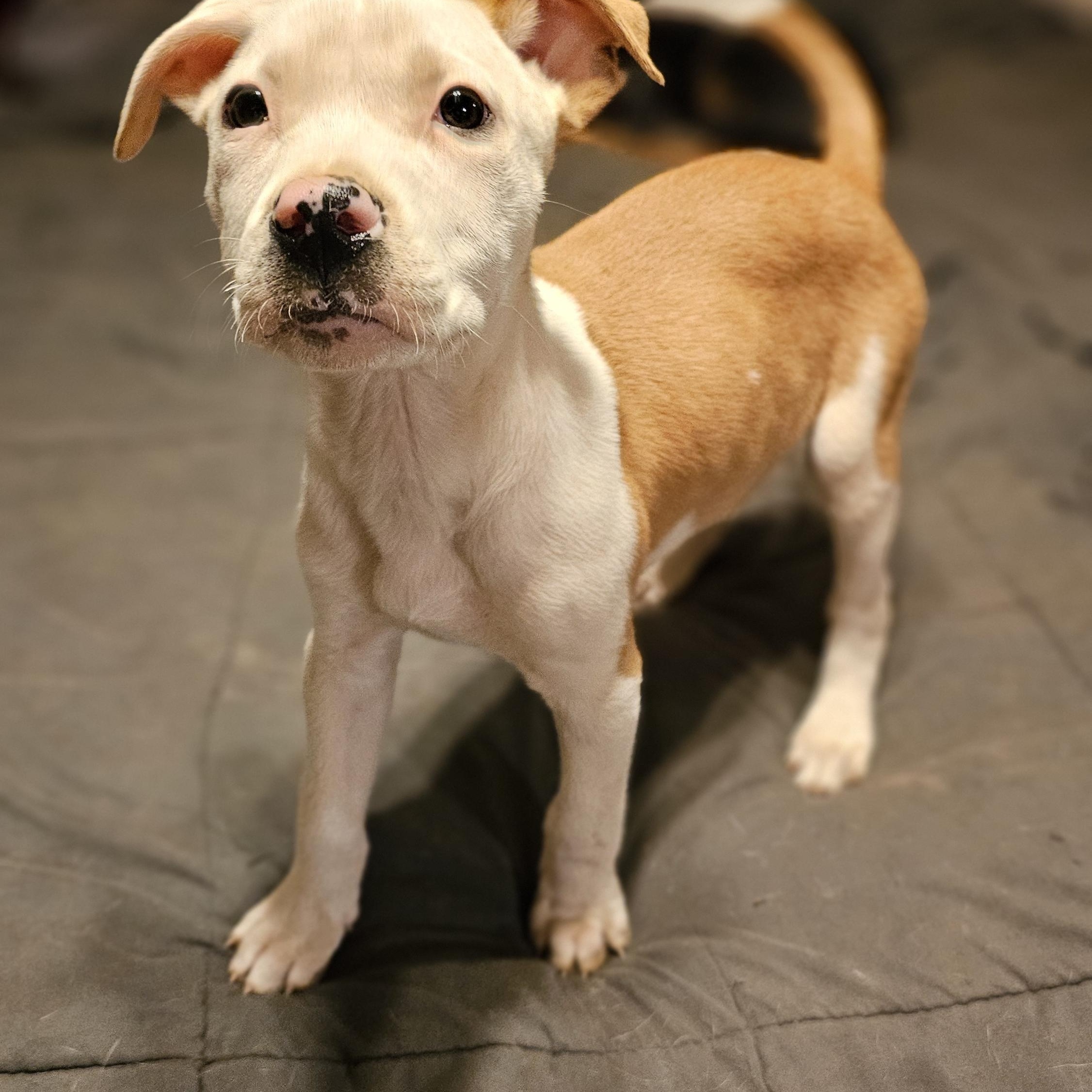 Wembley, a Adopted mixed breed in Rocky Mount, NC image 5/6