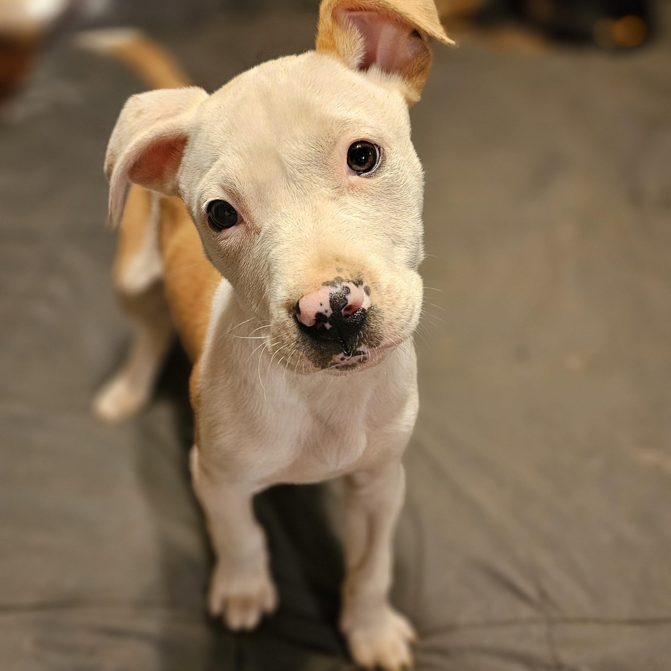 Wembley, a Adopted mixed breed in Rocky Mount, NC image 6/6