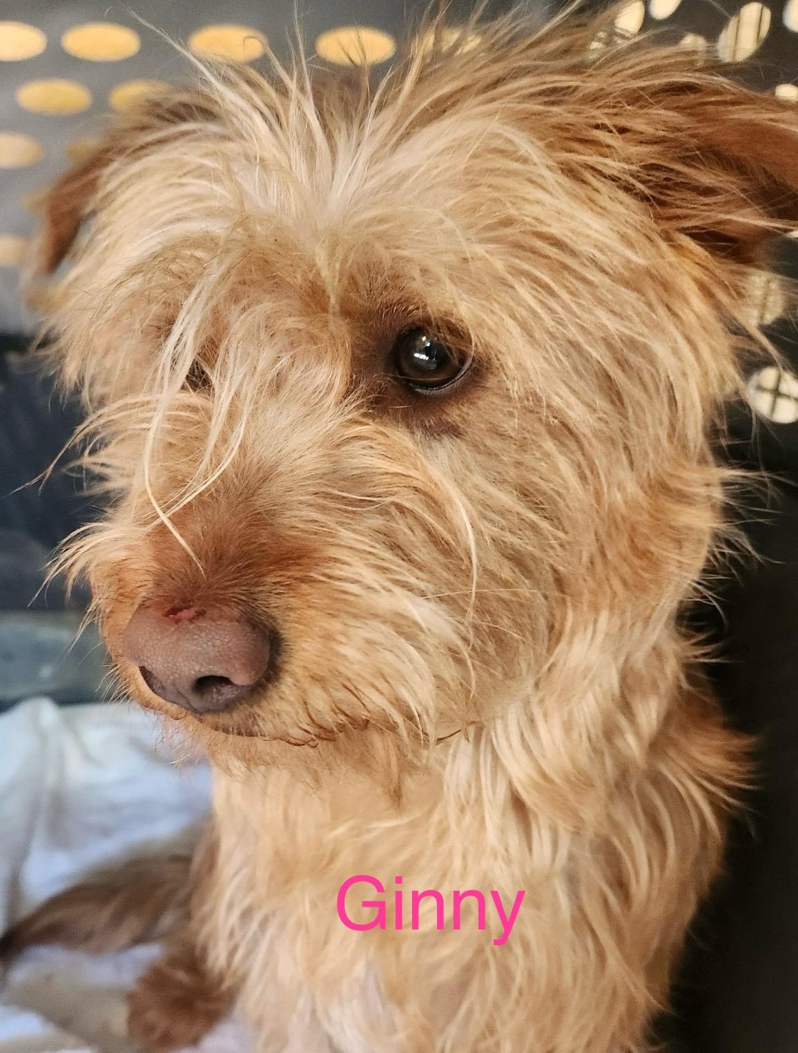 Ginny, an adoptable mixed breed in Albuquerque, NM image 5/5