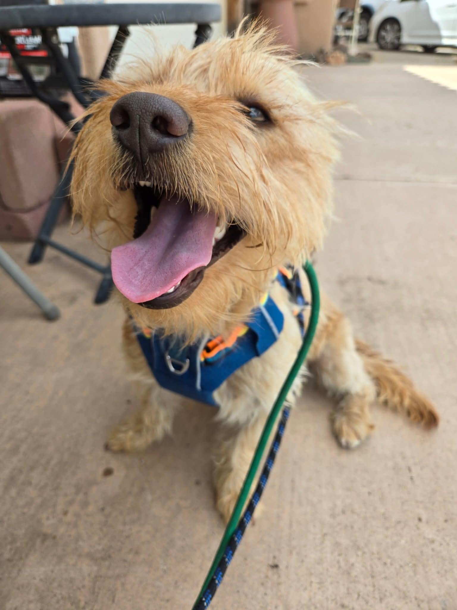 Ginny, an adoptable mixed breed in Albuquerque, NM image 2/5