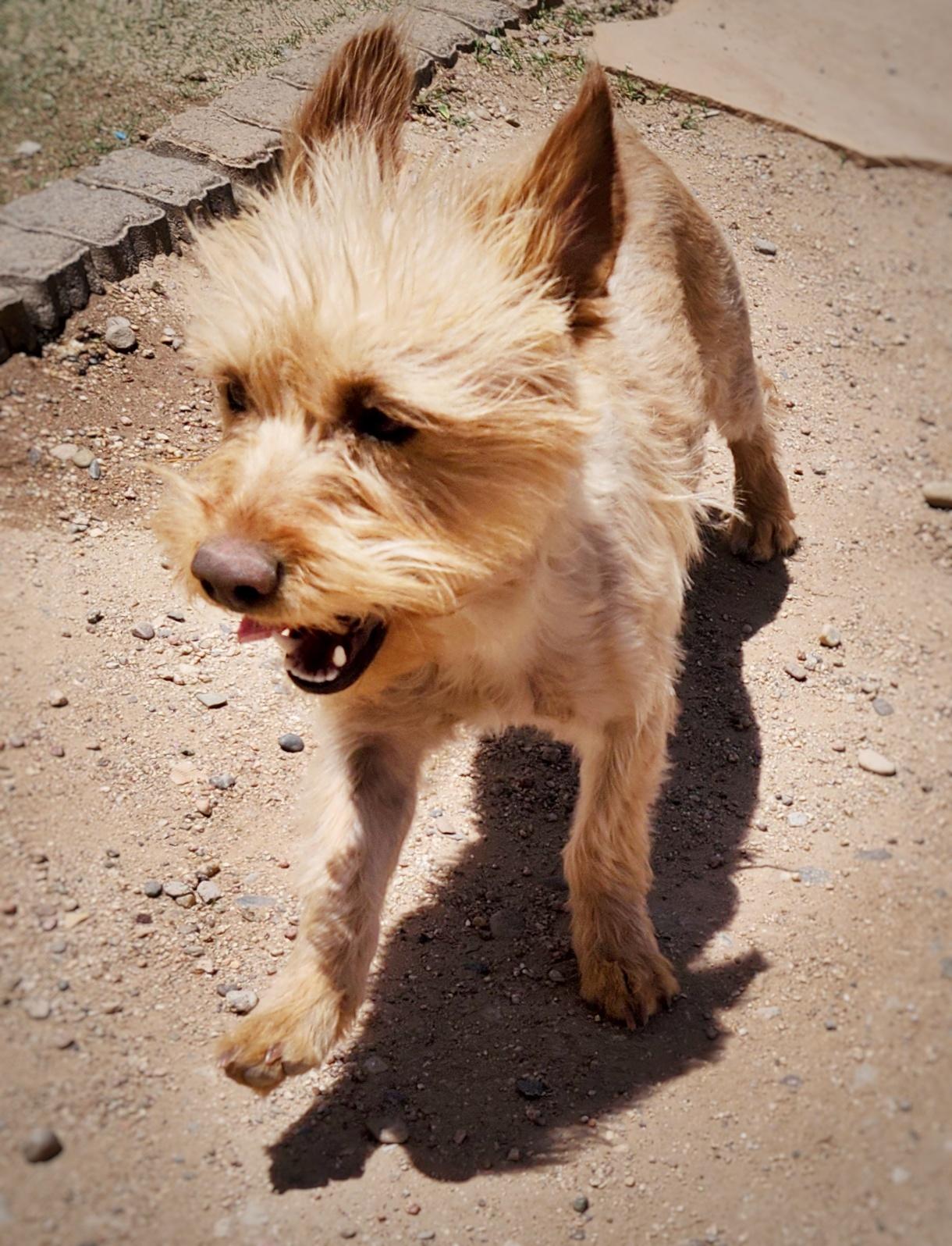 Ginny, an adoptable mixed breed in Albuquerque, NM image 4/5