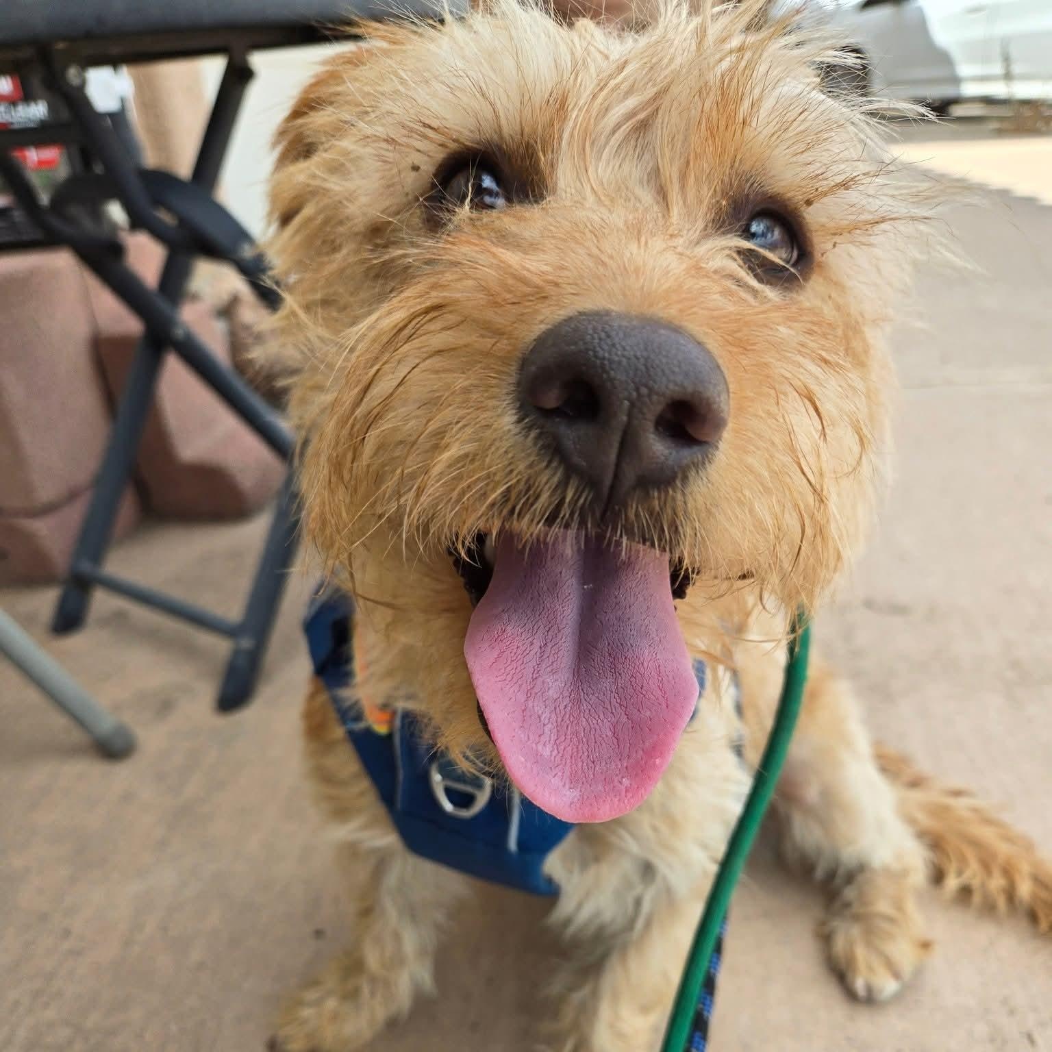 Ginny, adoptable, Young Female Cairn Terrier & Poodle.