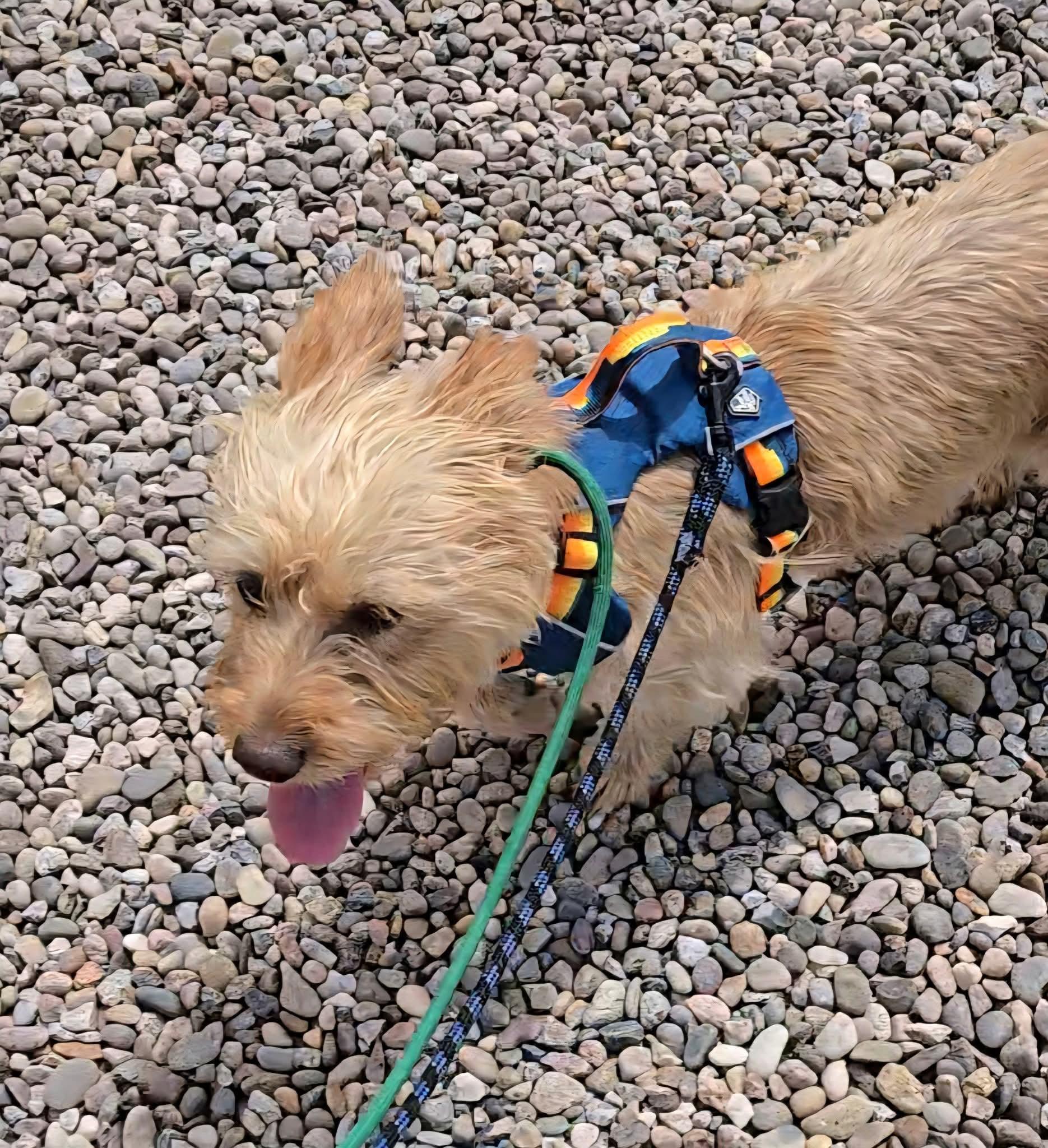 Ginny, an adoptable mixed breed in Albuquerque, NM image 3/5