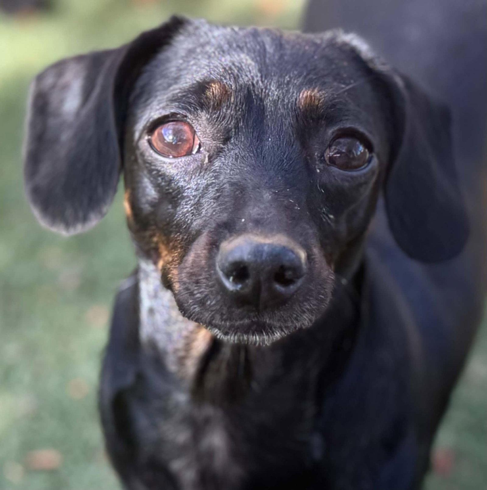 Sable, Adopted, Young Female Dachshund & Chihuahua.